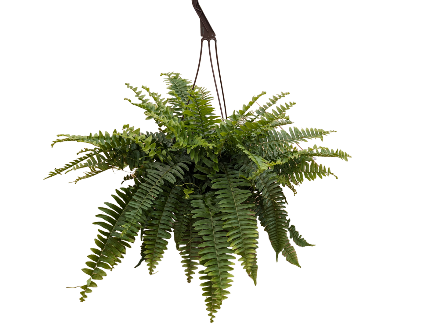 10" Boston Fern Hanging Basket