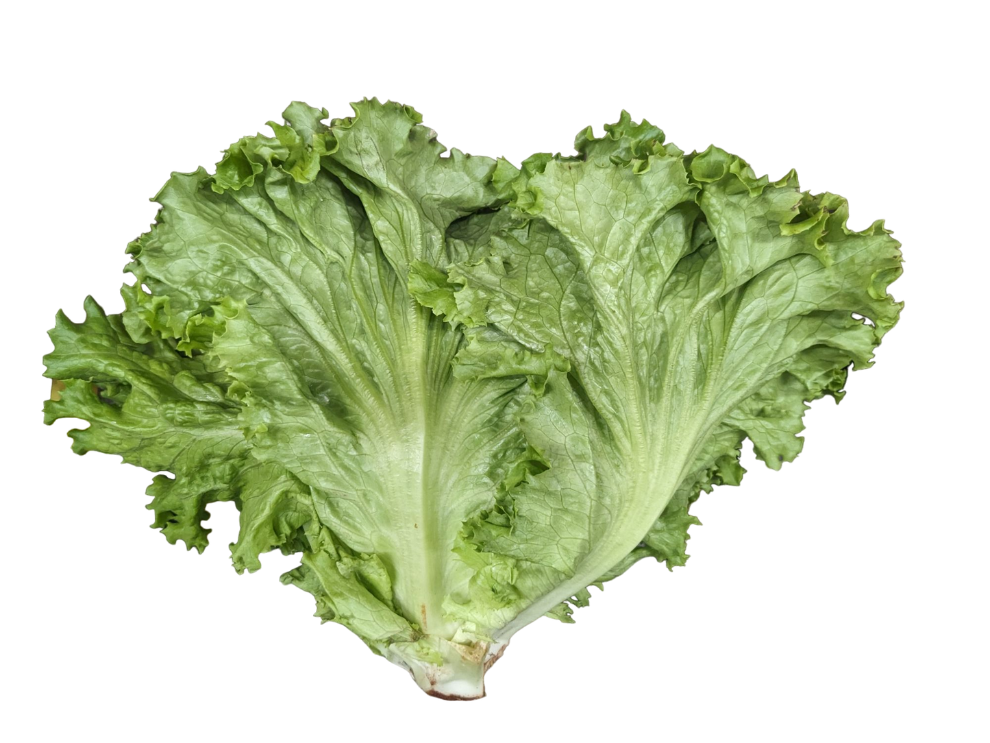 Green Leaf Lettuce - Local