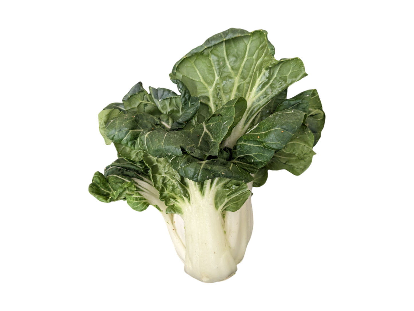 Baby Bok Choy - 1lb - Local