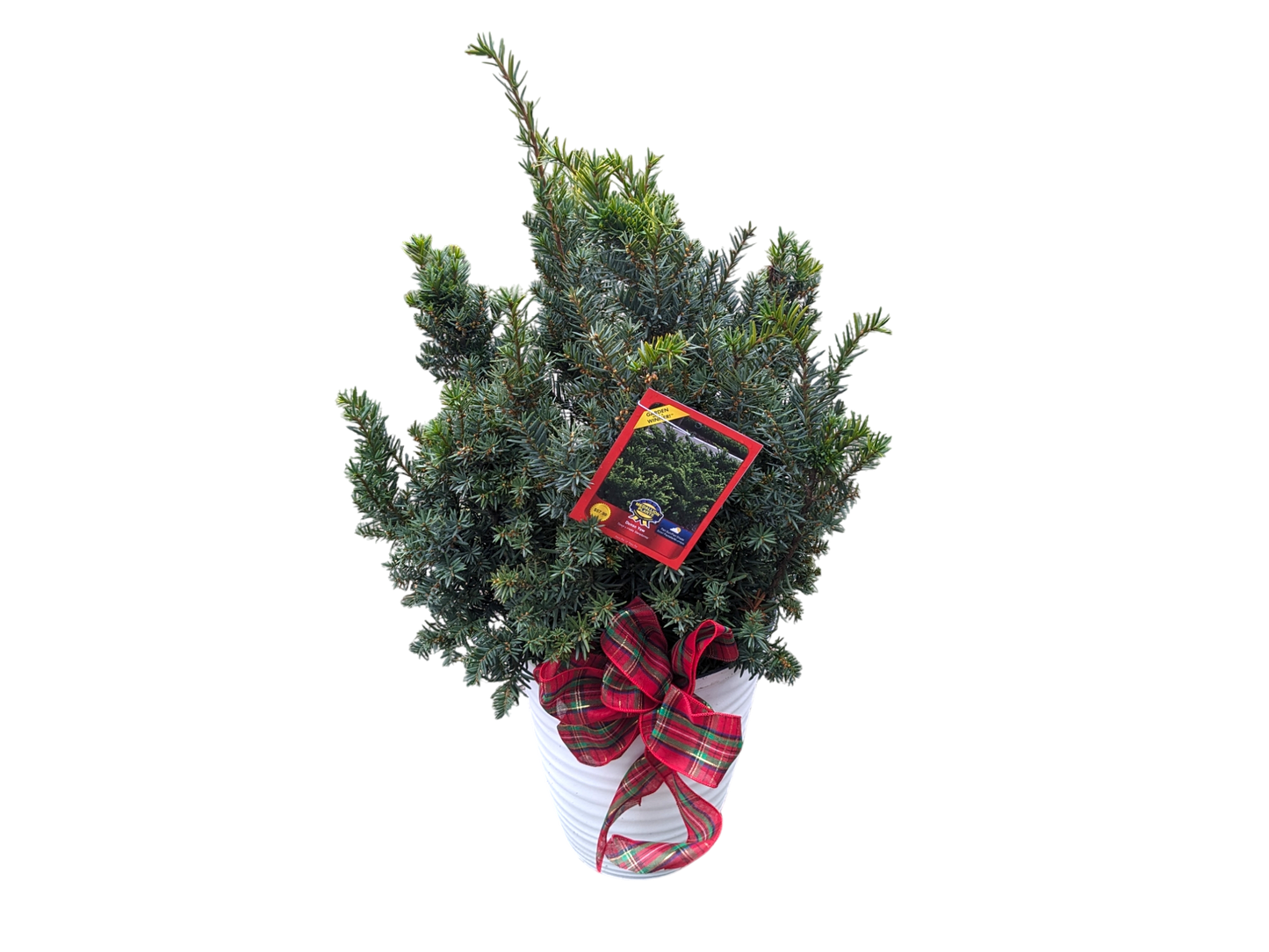 Dense Yew - 12" Patio Pot