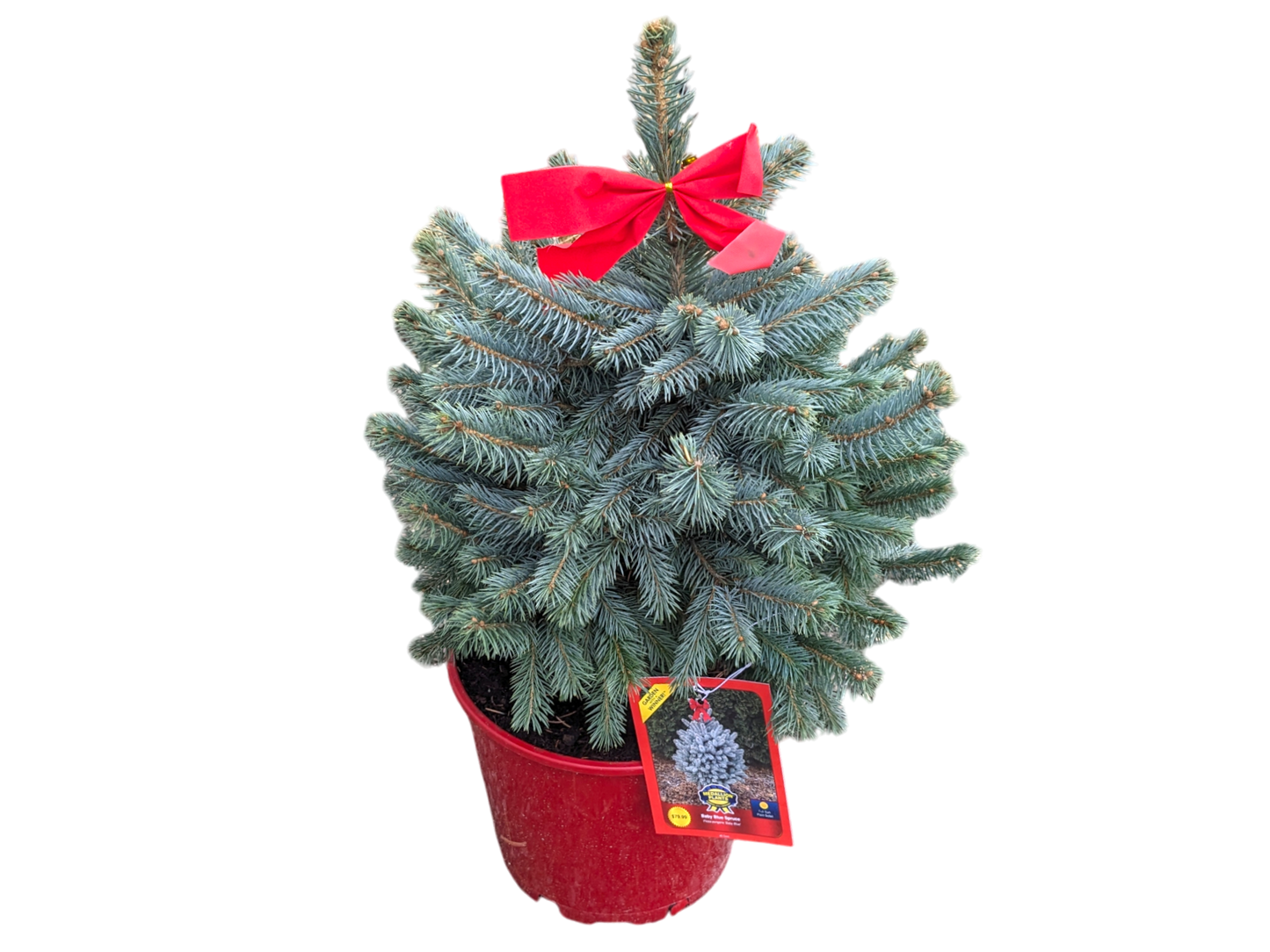 Baby Blue Spruce - 3 Gallon