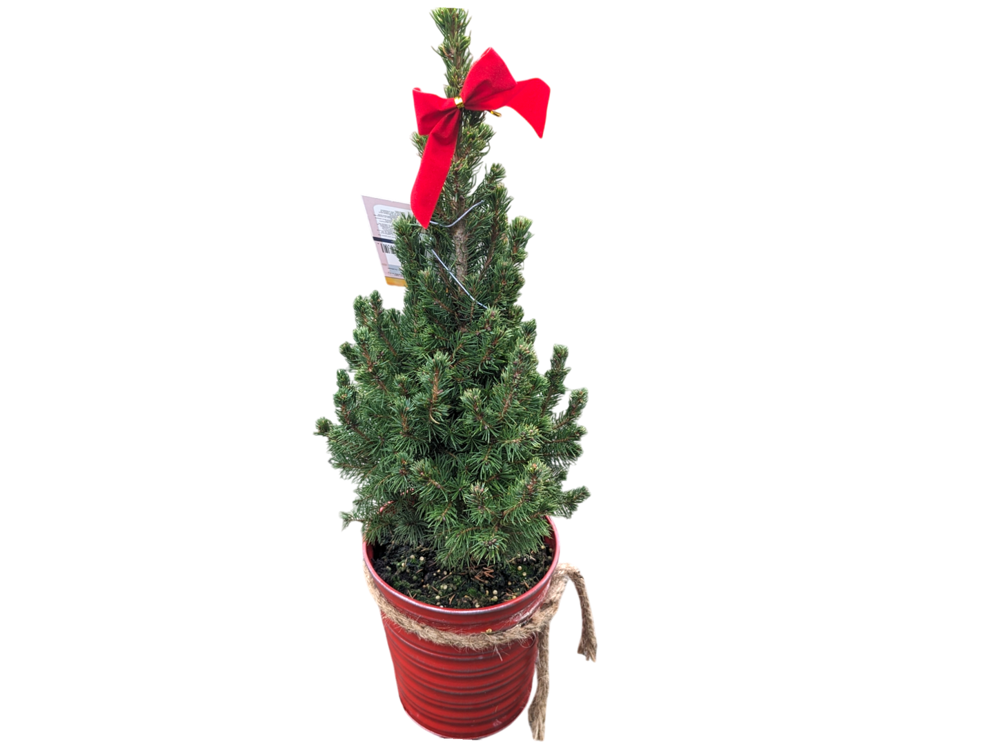 Dwarf Alberta Spruce - 1 Gallon