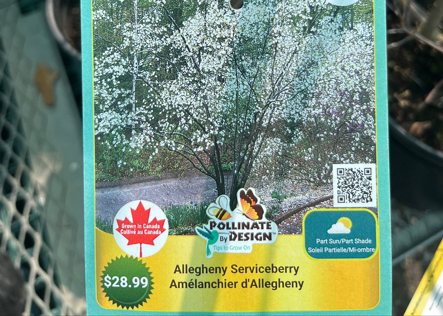 Allegheny serviceberry