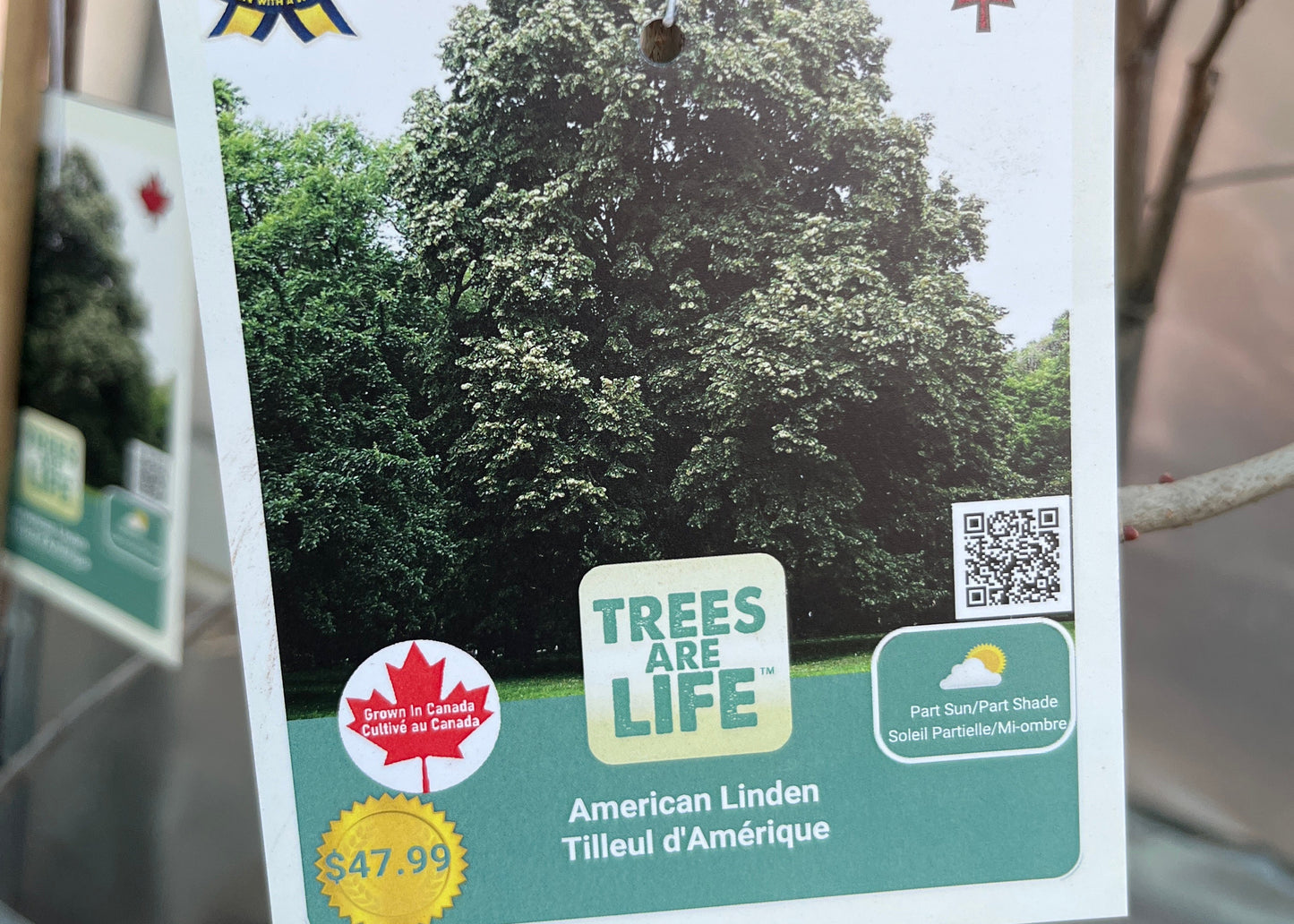 American linden
