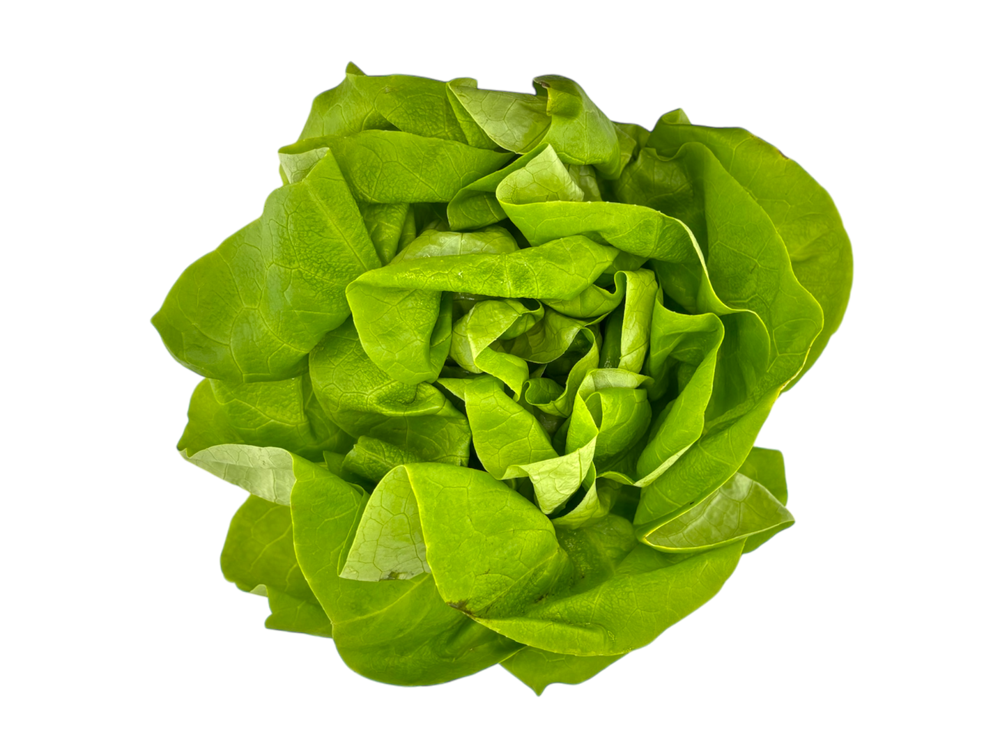 Butterhead Lettuce Clamshell - Local