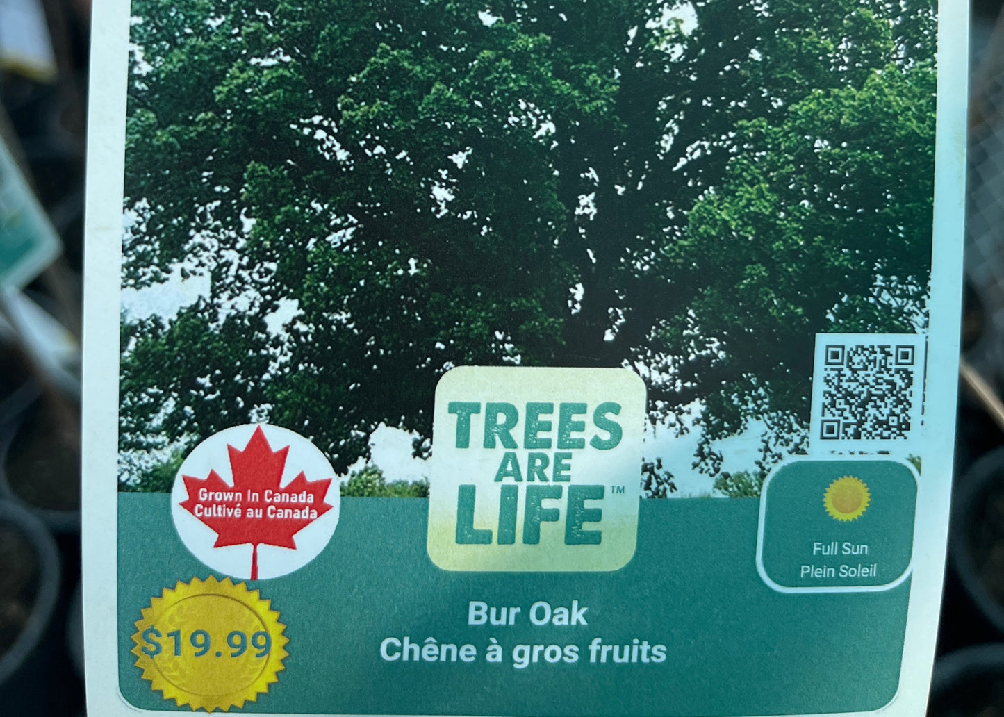 Bur oak