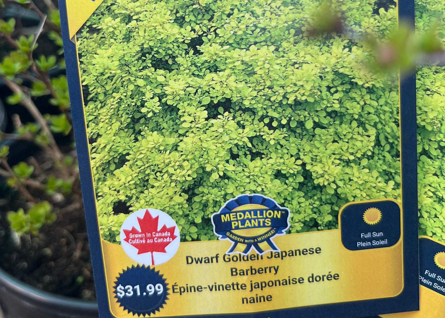Dwarf golden Japanese barberry