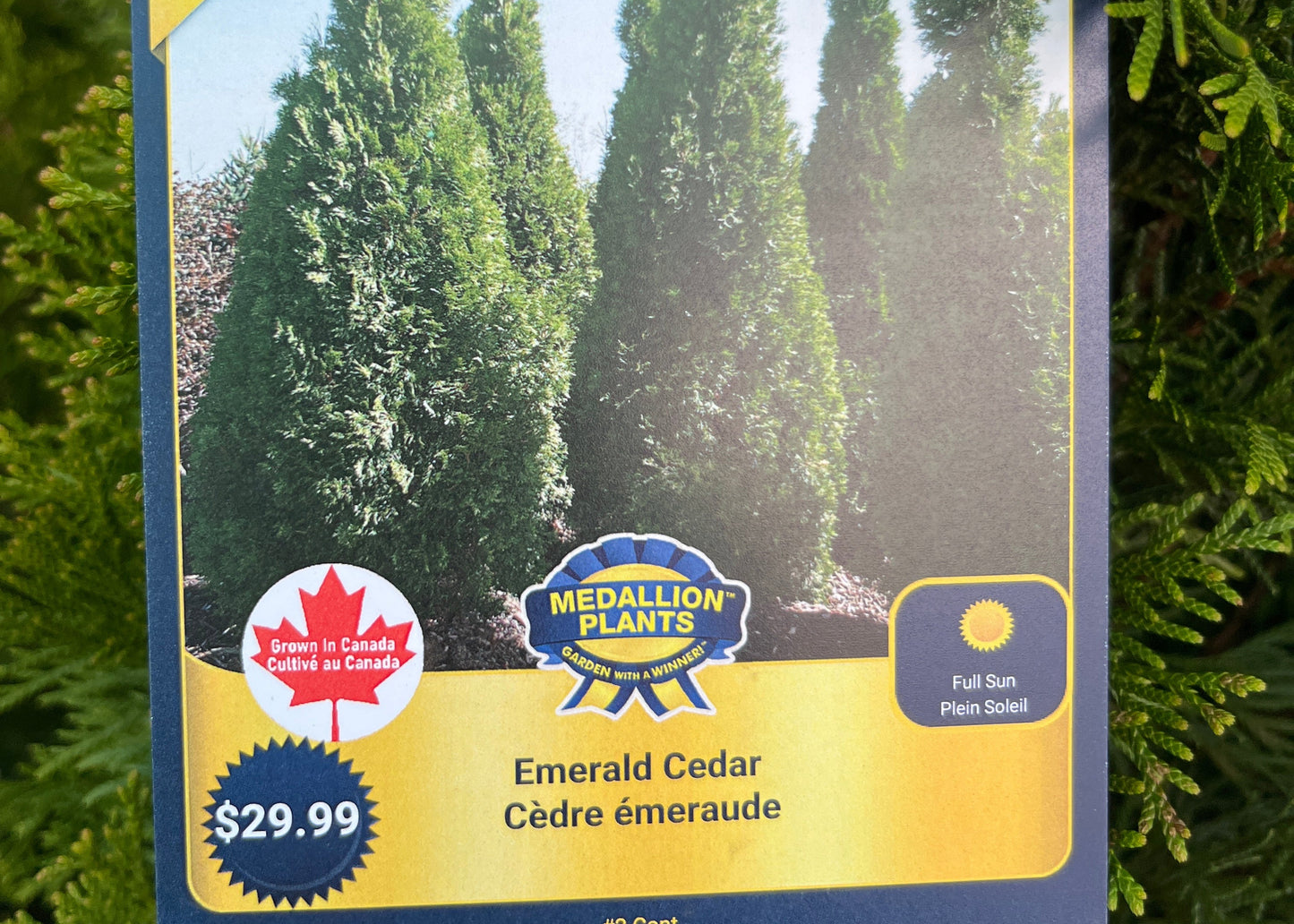Emerald cedar