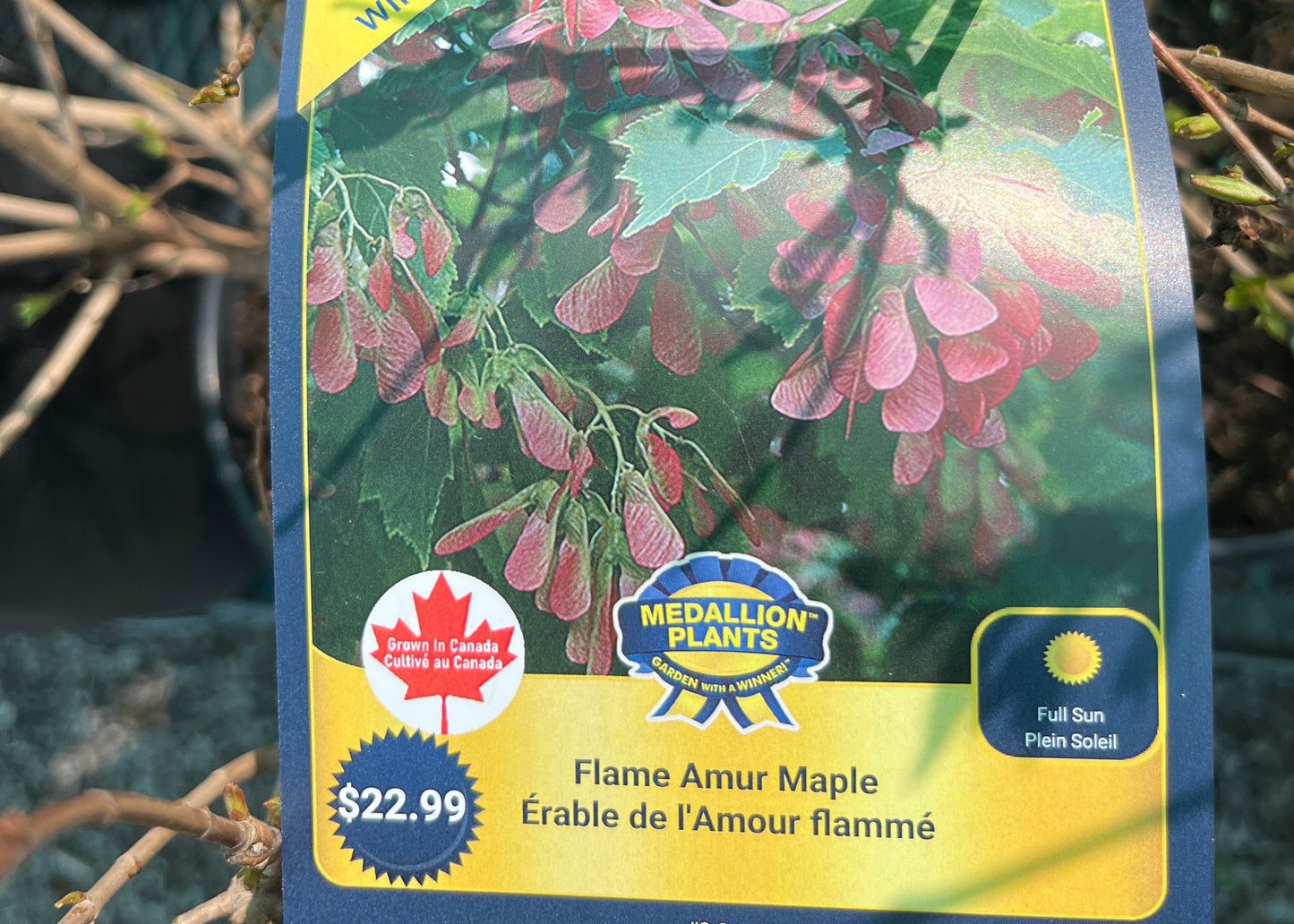Flame Amur Maple