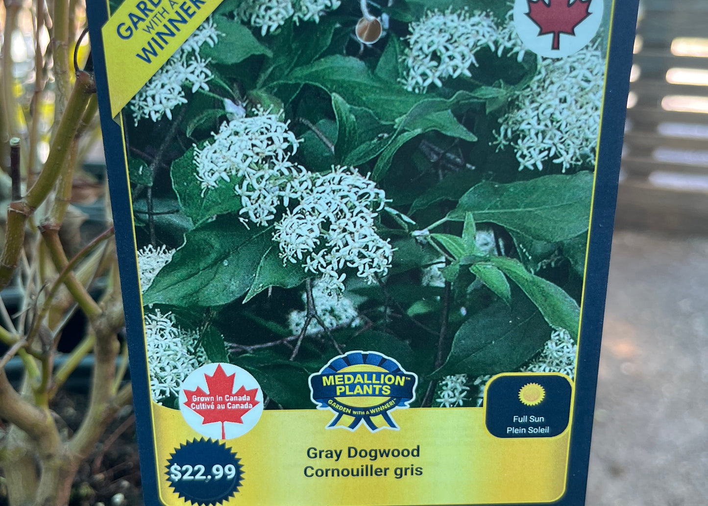 Gray dogwood