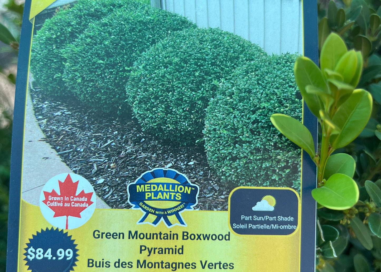 Green mountain boxwood pyramid 2 gallon