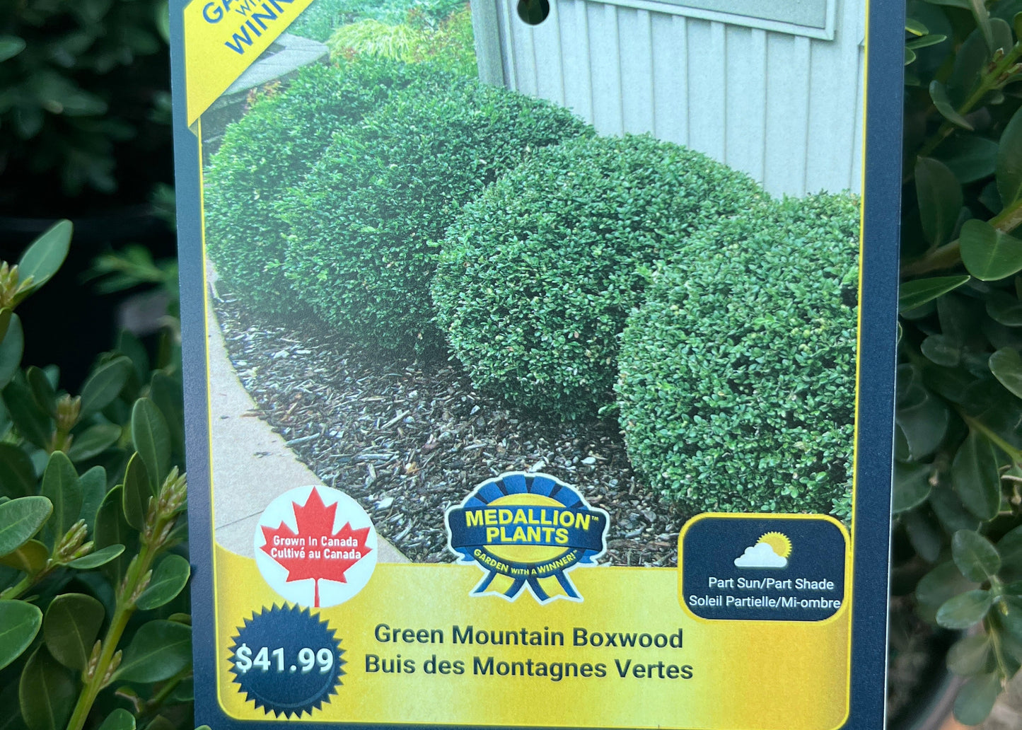Green mountain boxwood 2 gallon