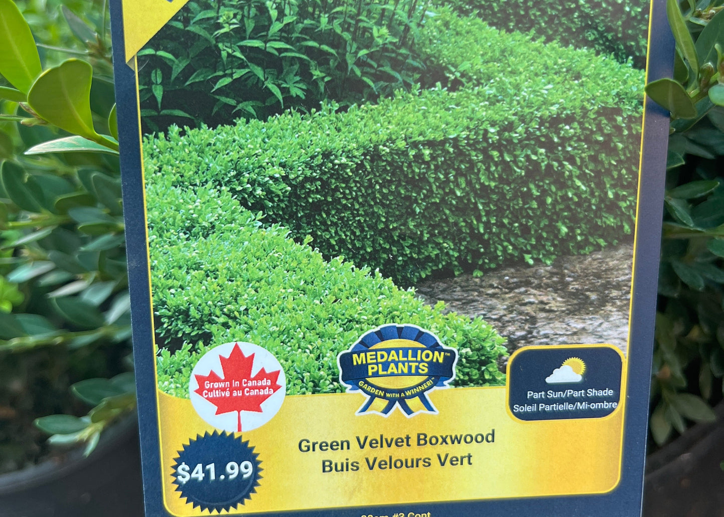 Green velvet boxwood 2 gallon