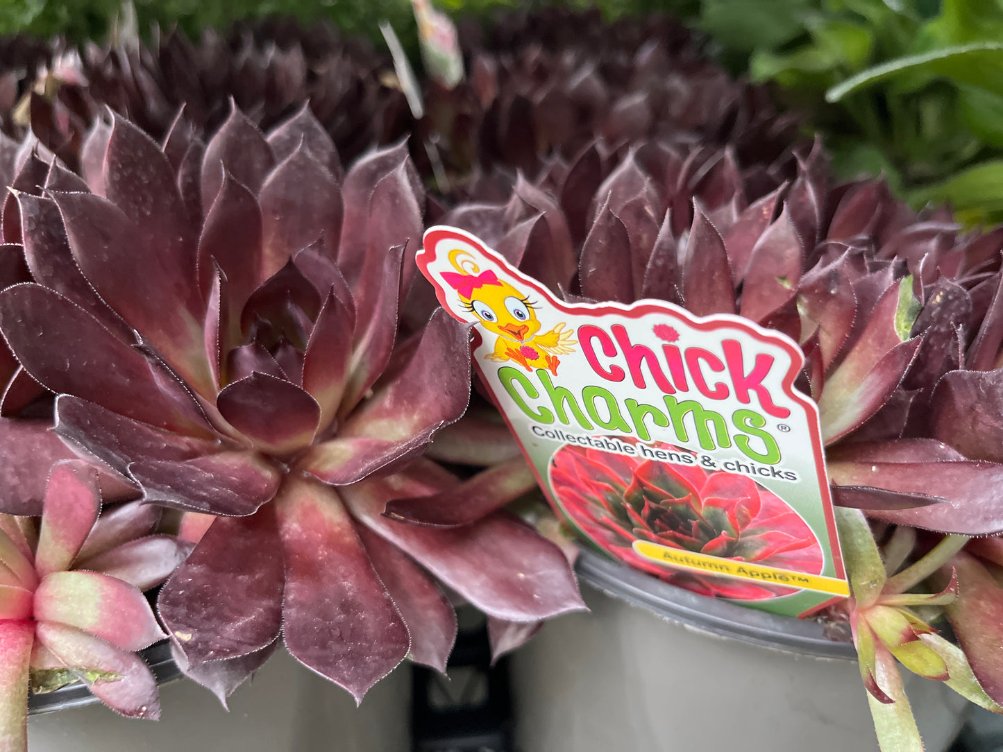 Hens and Chicks Autumn Apple