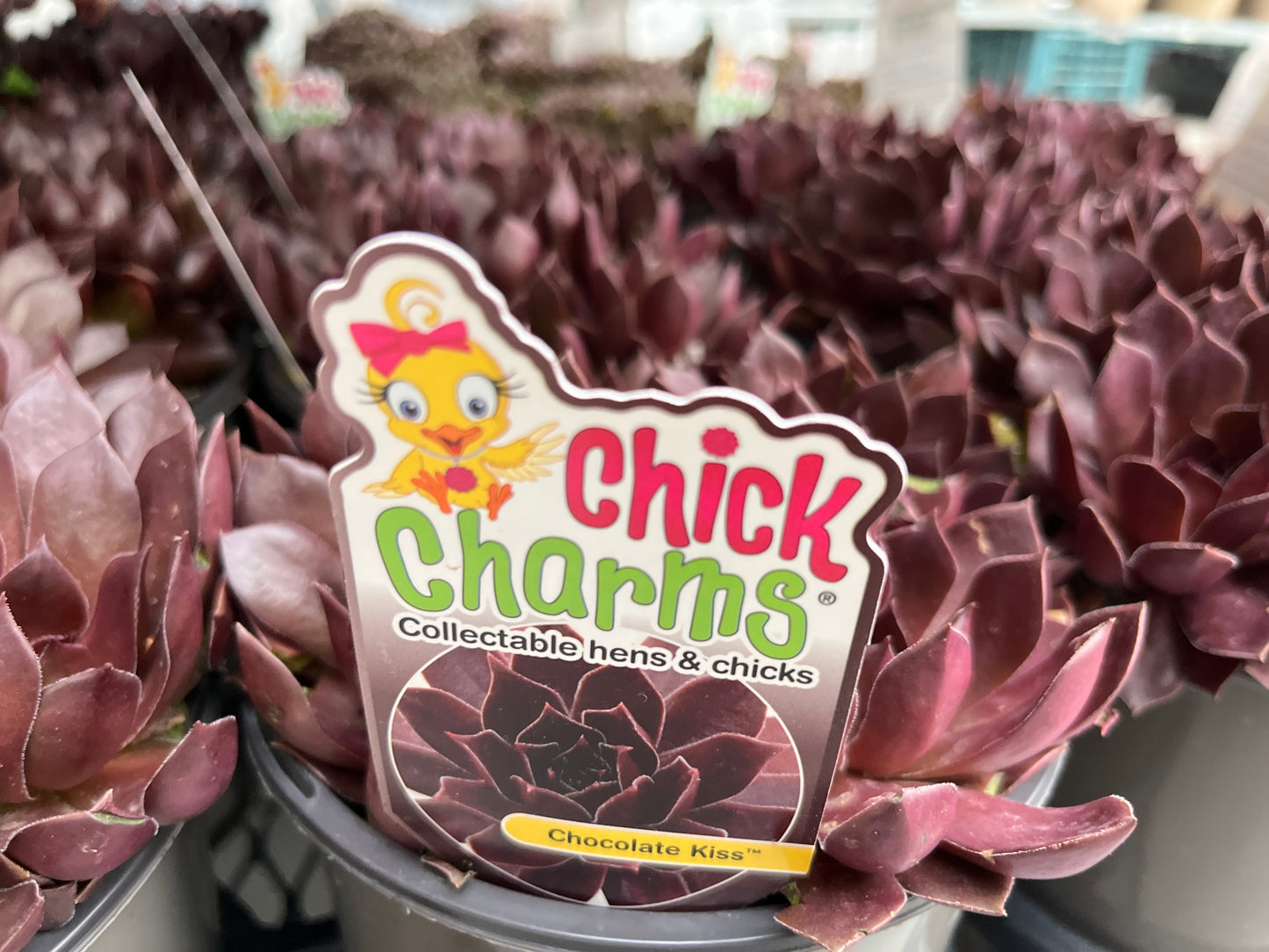 Chocolate Kiss Hens and Chicks