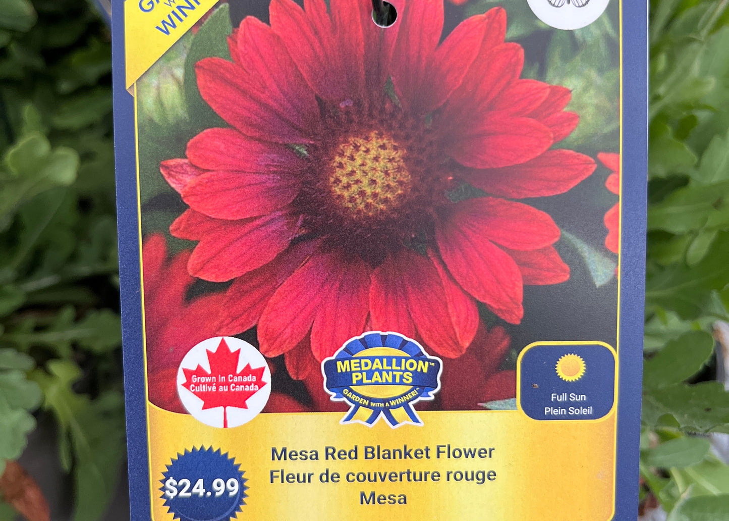 Mesa Red Blanket Flower 2 Gallon