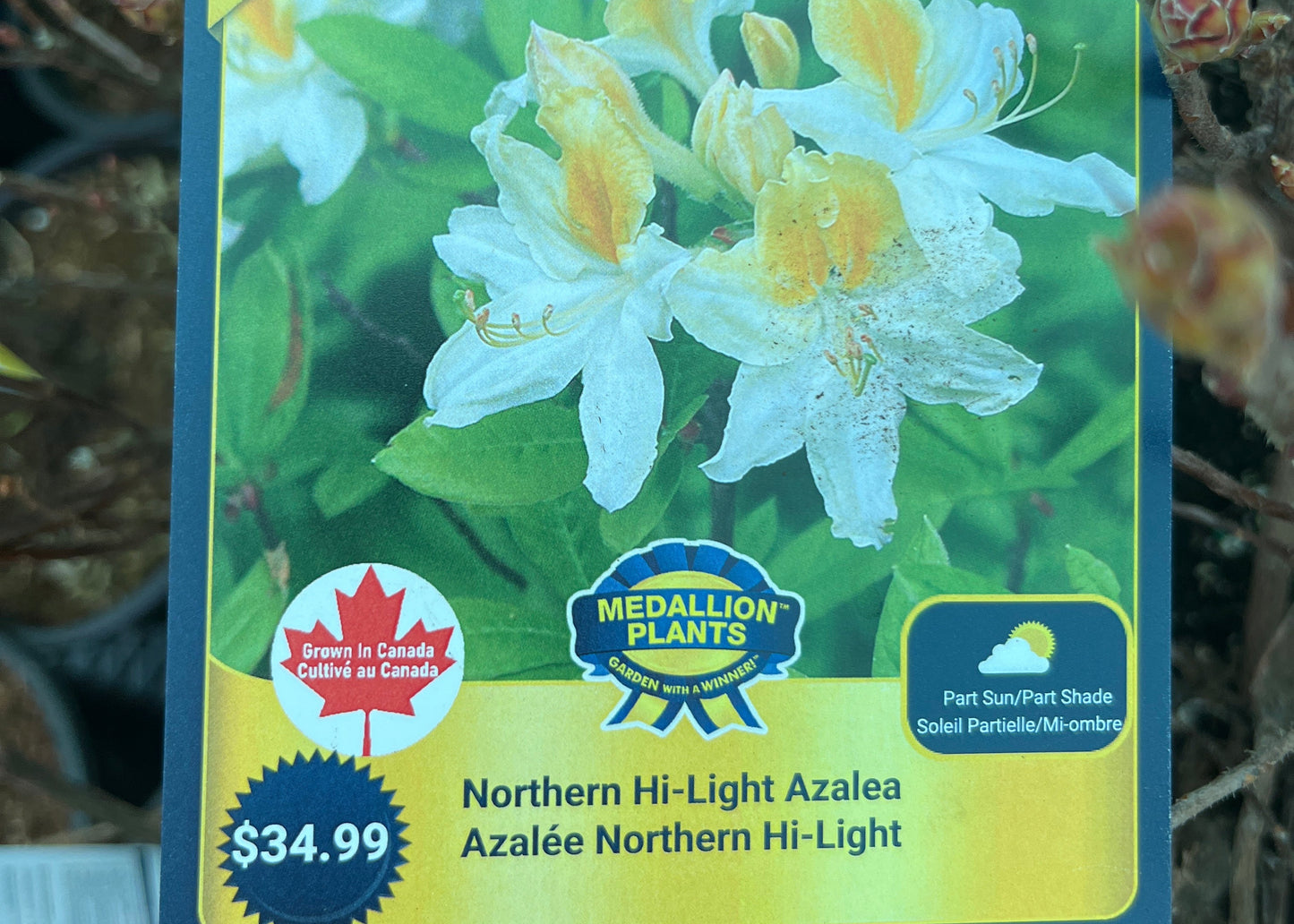 Northern hi-light azalea