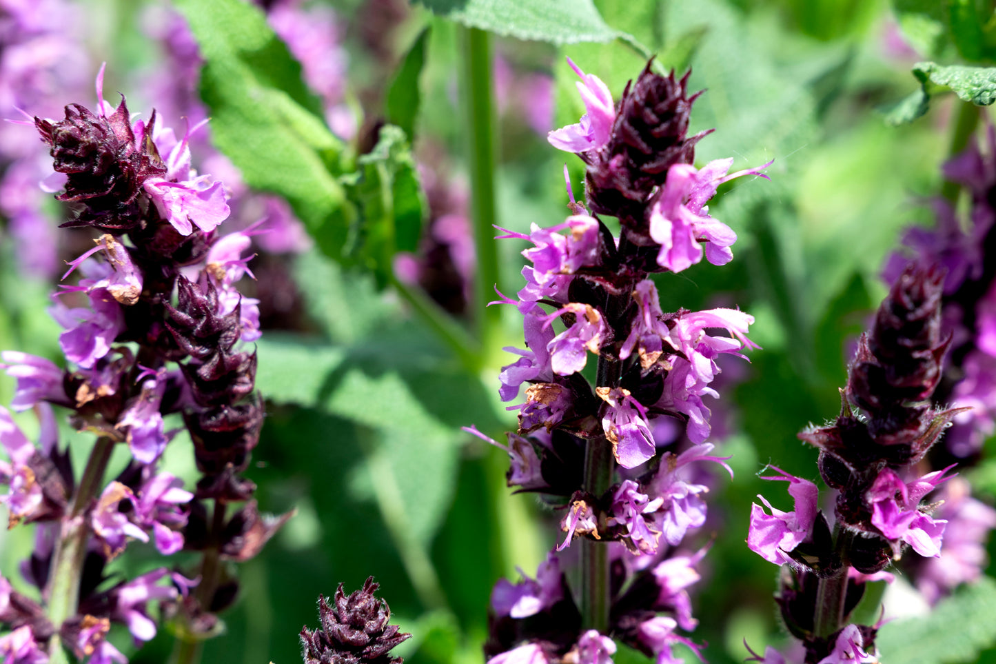 Bumbleberry Sage - 1 Gallon