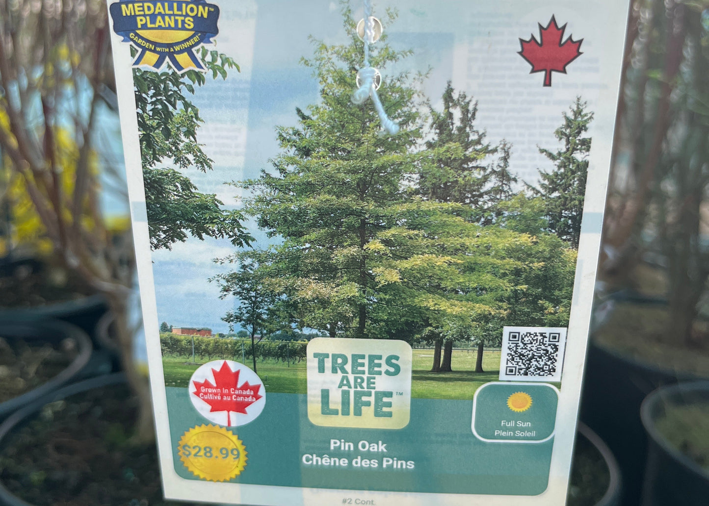 Pin oak 2 gallon