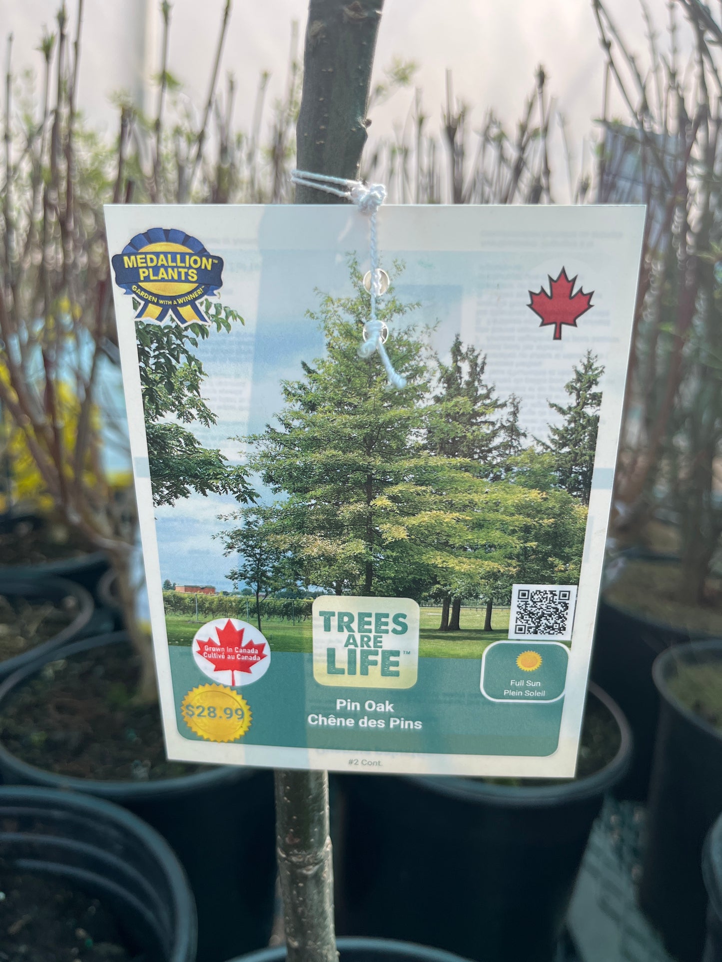 Pin oak 2 gallon
