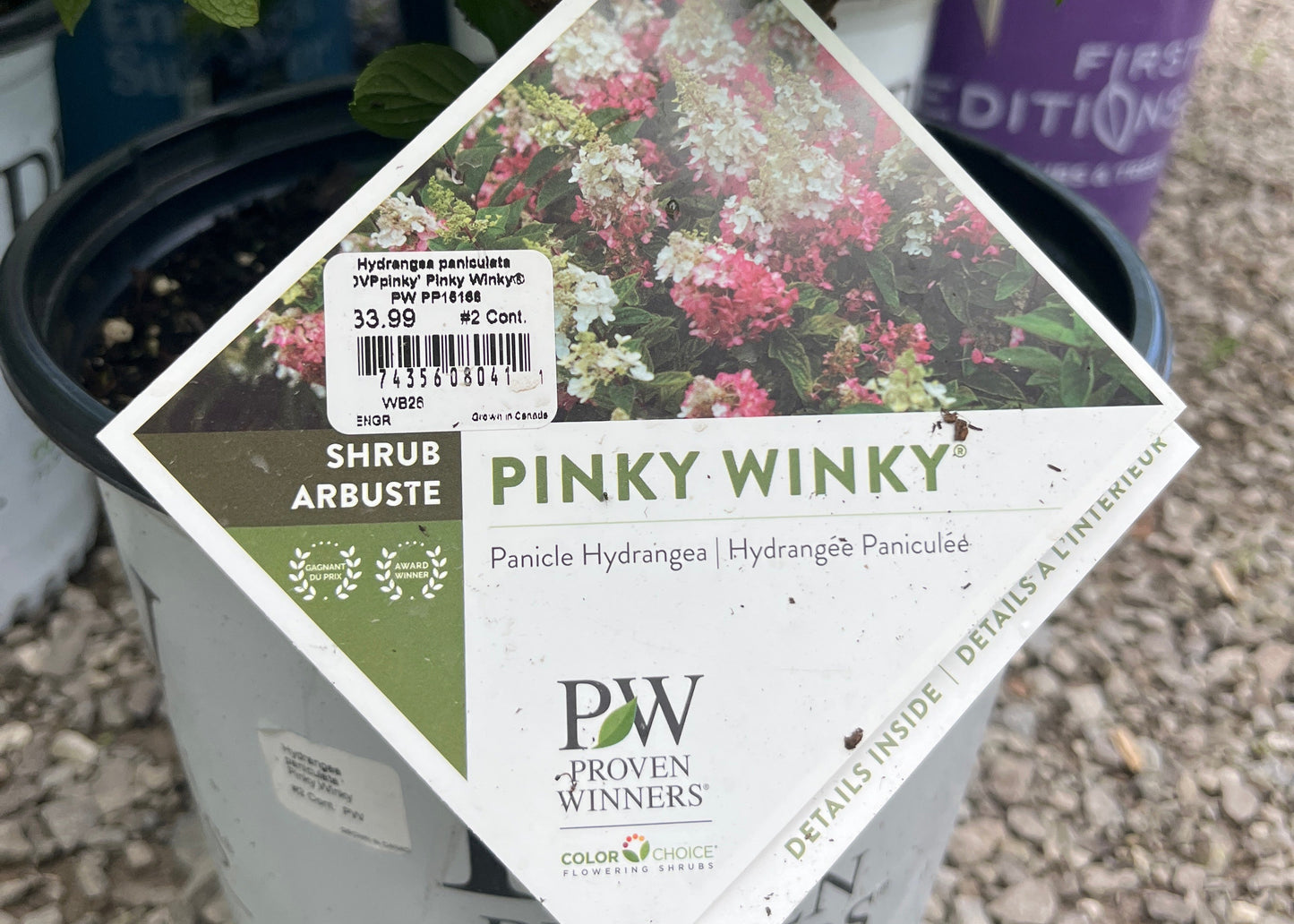 Pinky Winky Hydrangea