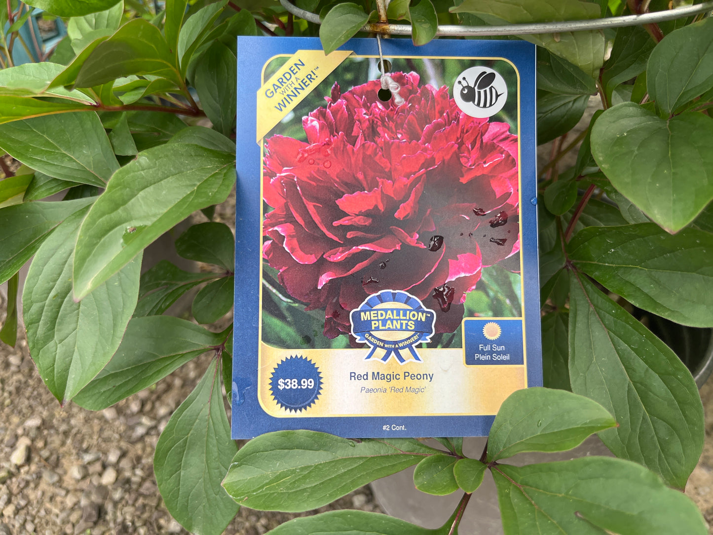 Red magic peony