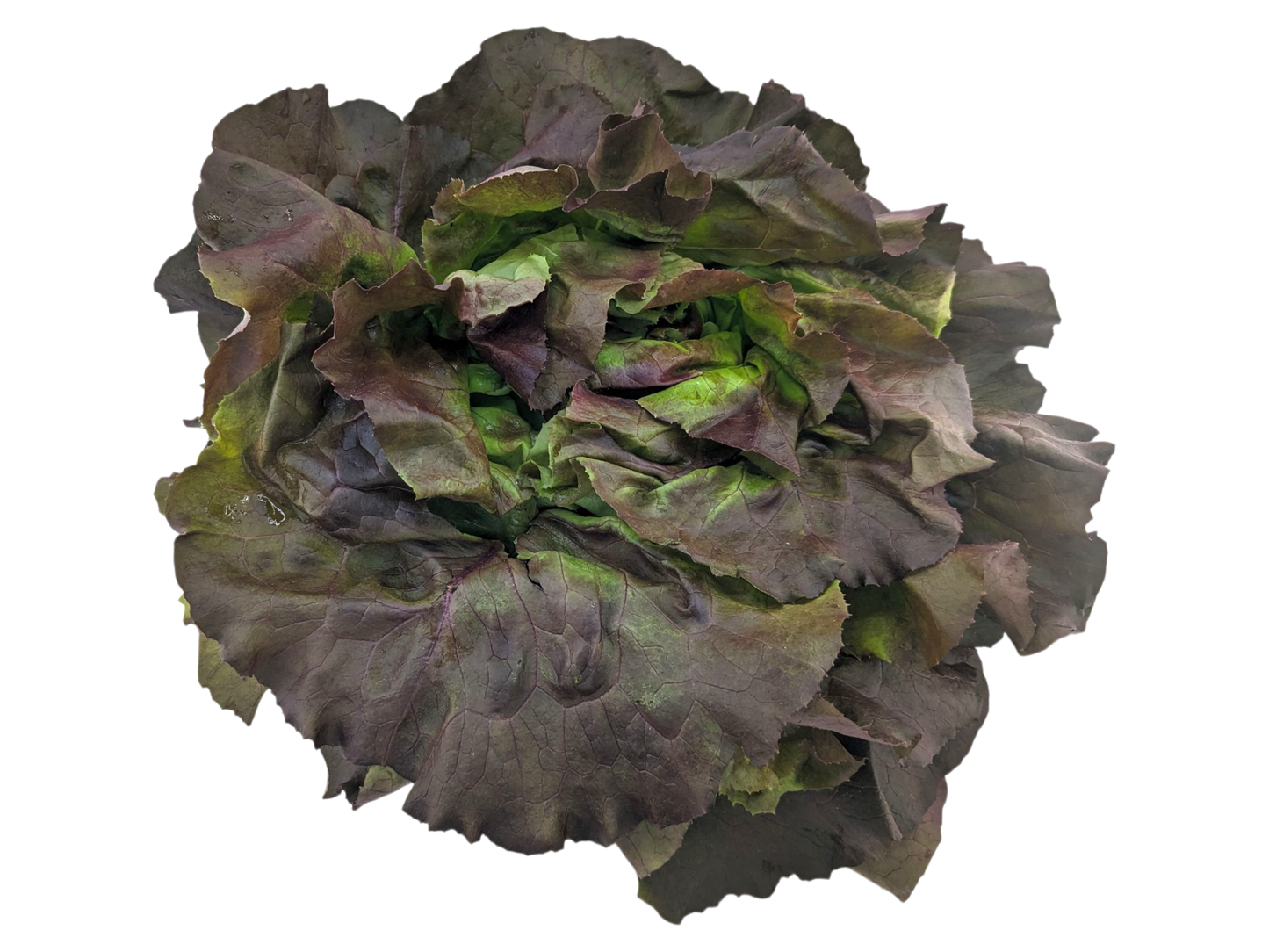 Red Boston Lettuce - Local