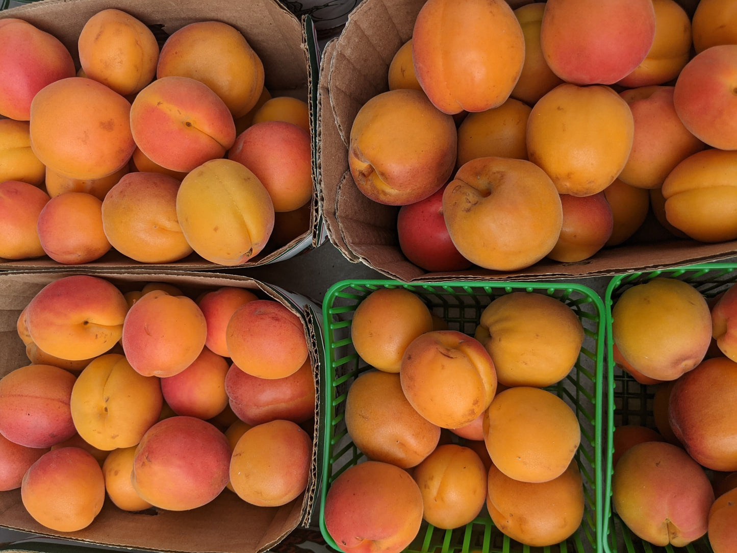 Apricots - Local