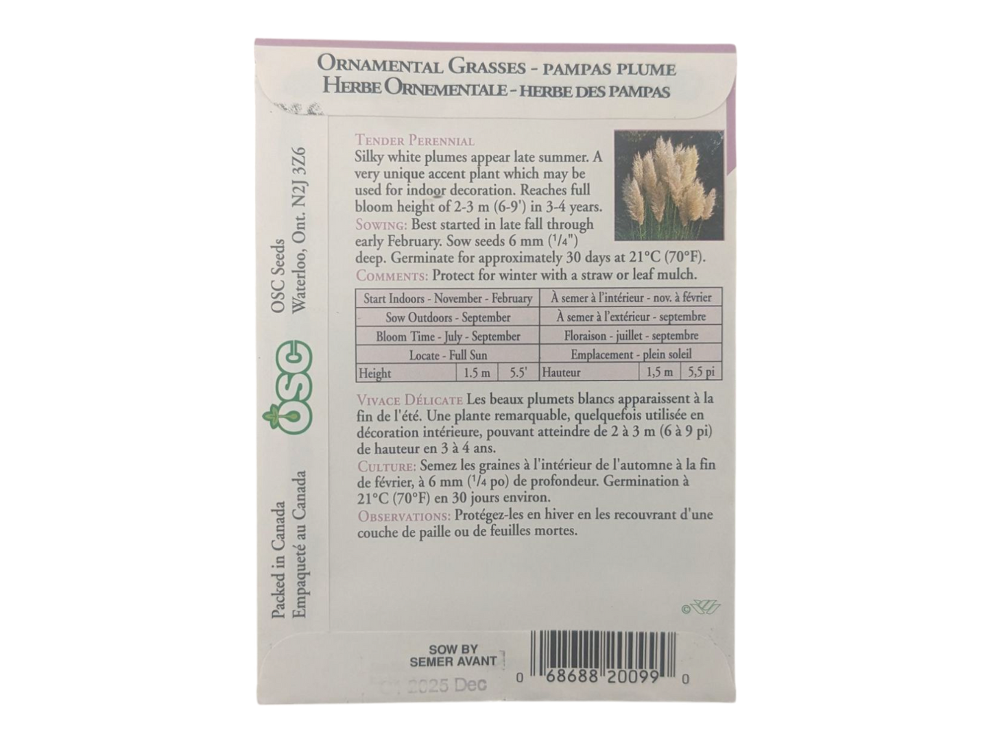 Ornamental Grasses Pampas Plume