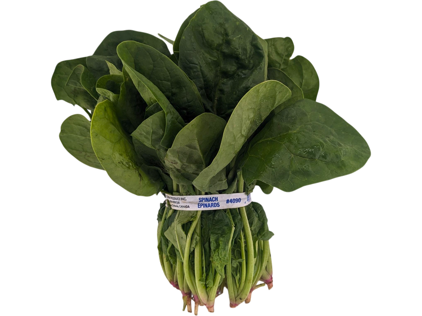 Spinach Bunch - USA