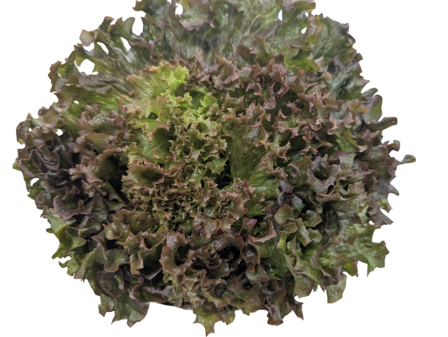 Red Leaf Lettuce Clamshell - Local