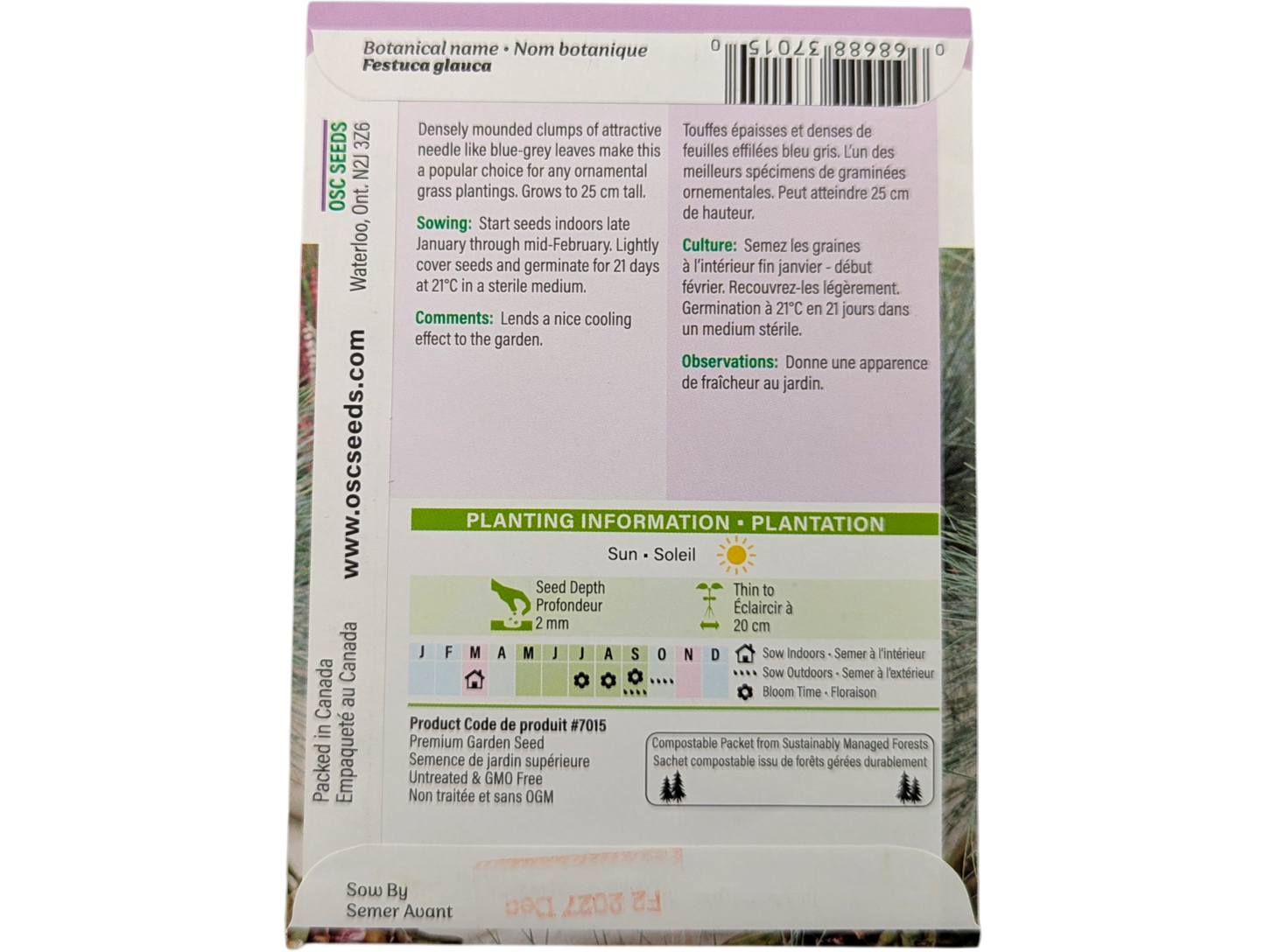 Ornamental Grass Blue Fescue