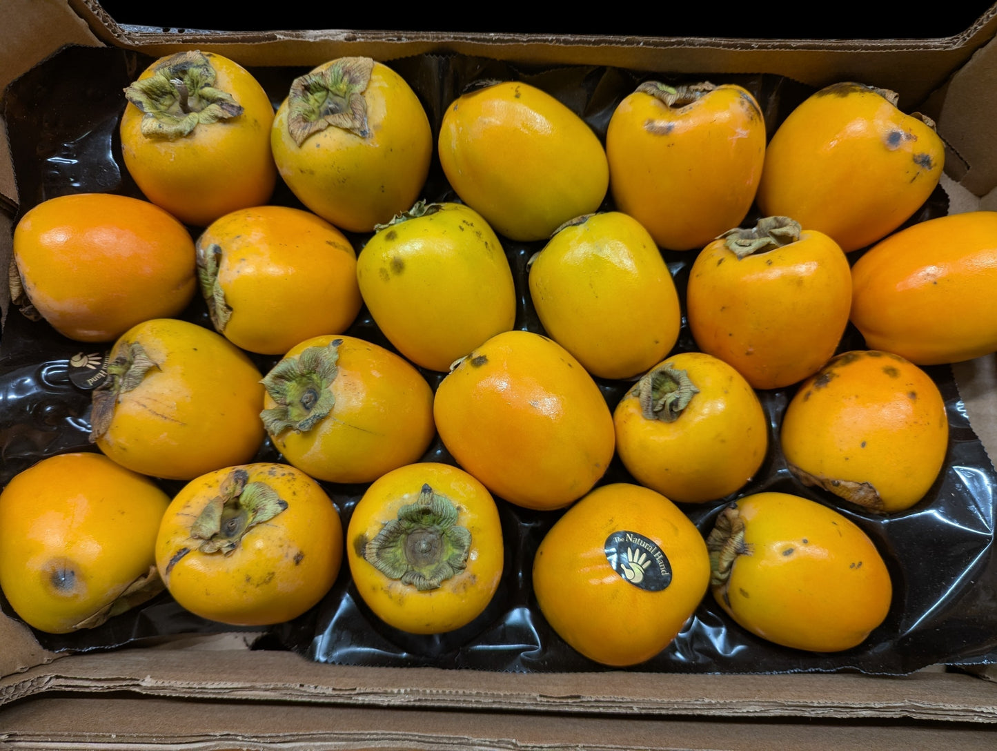 #2 Persimmons