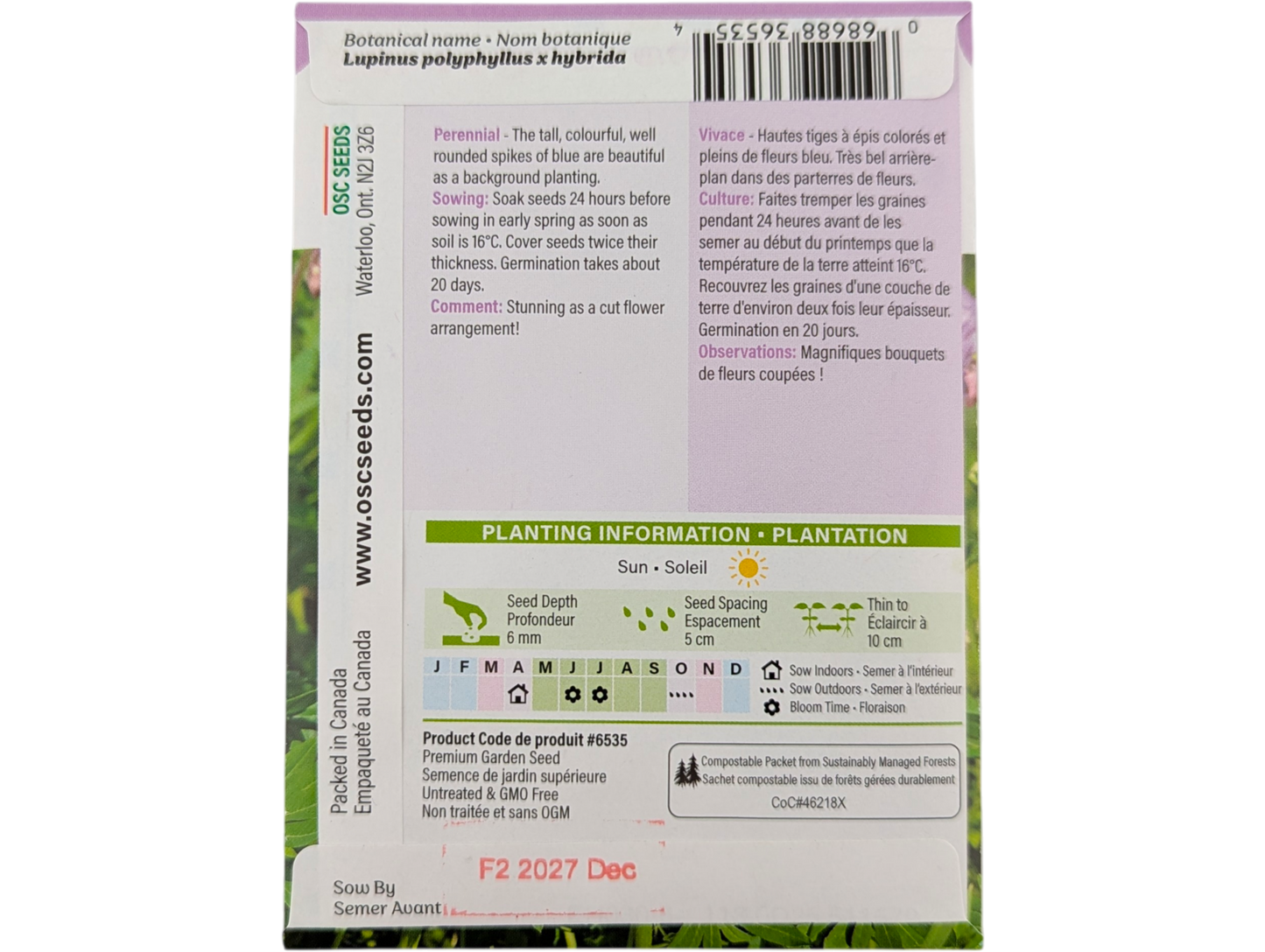 Lupins Russell's Hybrid Blue