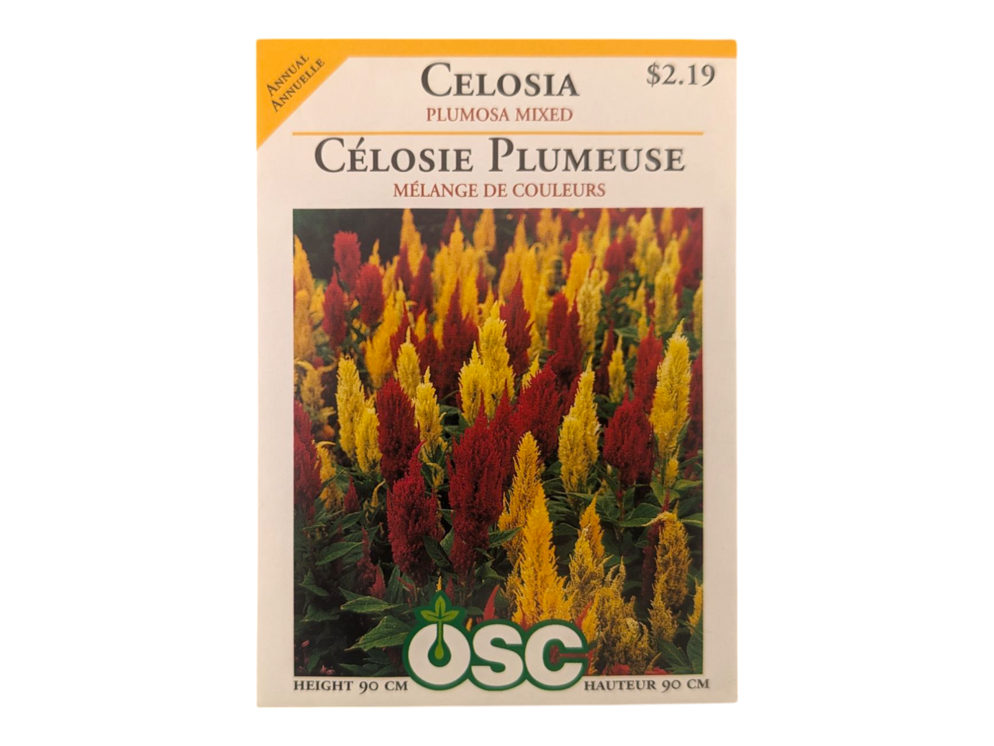 Celosia Plumosa Mixed