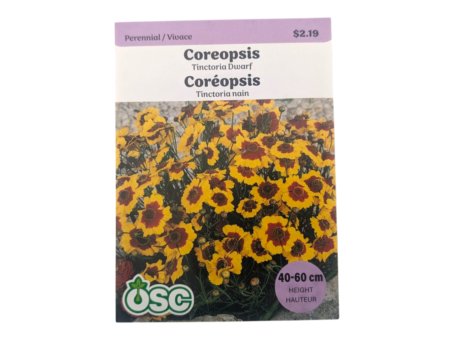 Coreopsis Tinctoria Dwarf