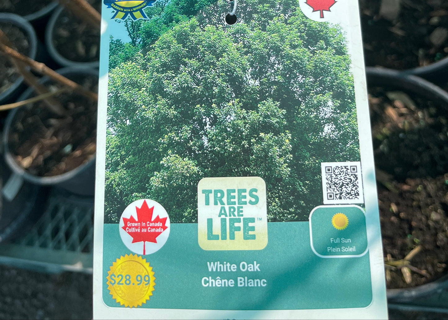 White oak 2 gallon