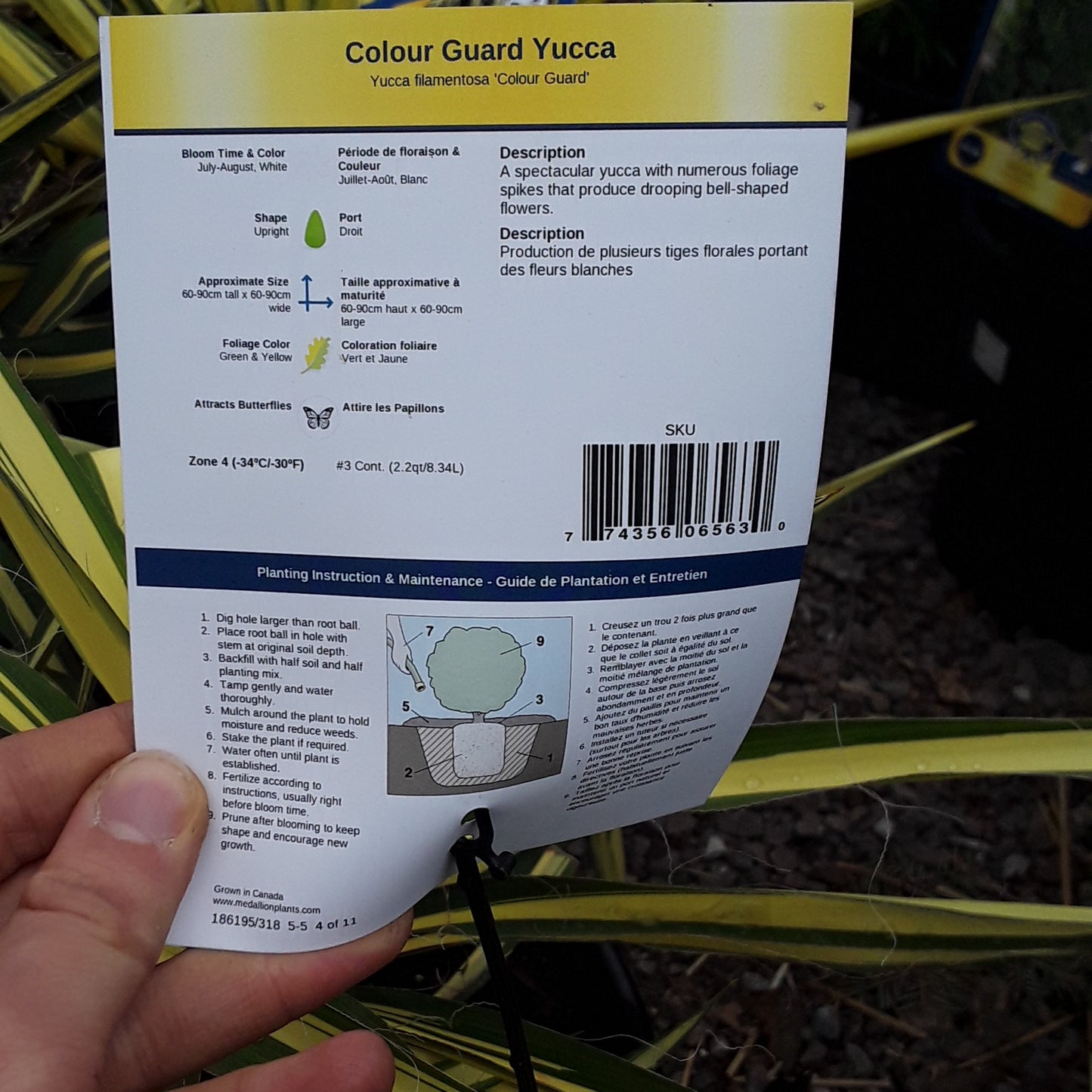 Colour Guard Yucca