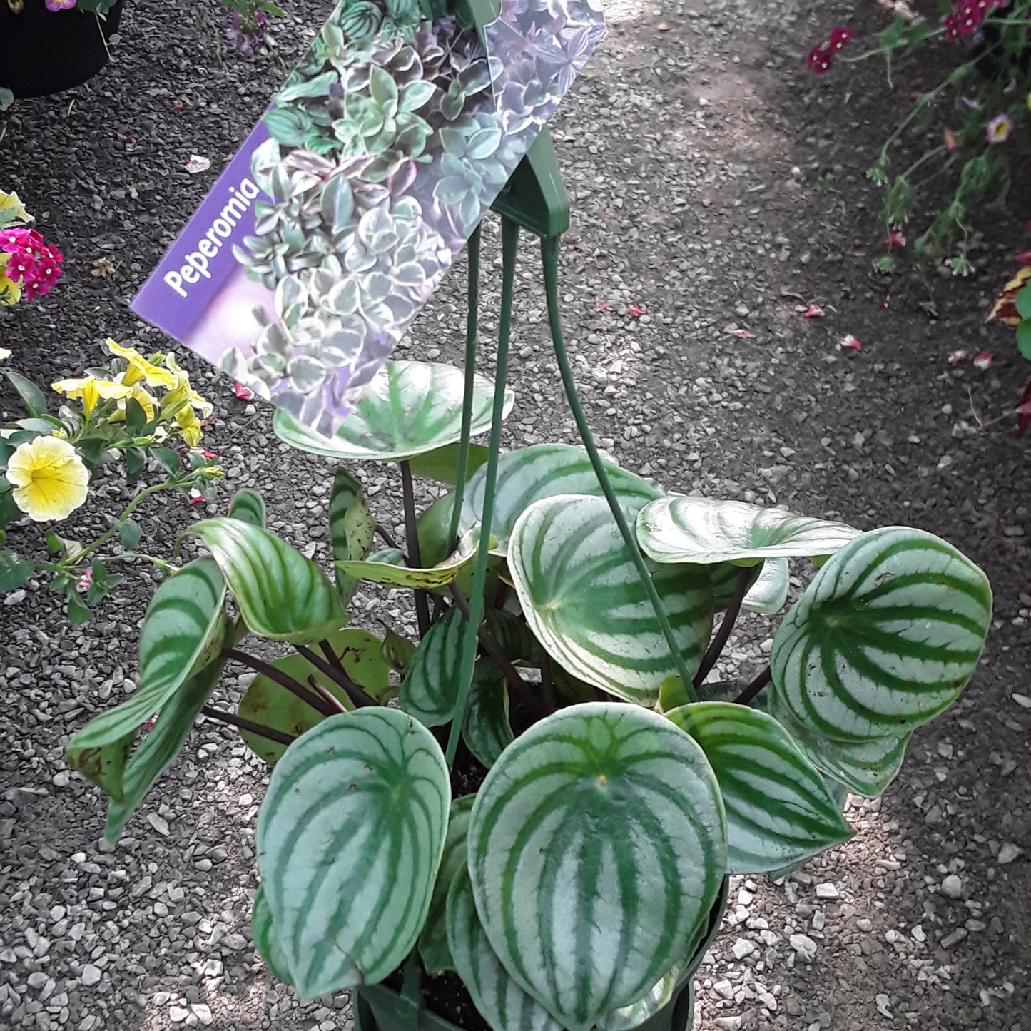 6" Watermelon Peperomia Hanging Basket
