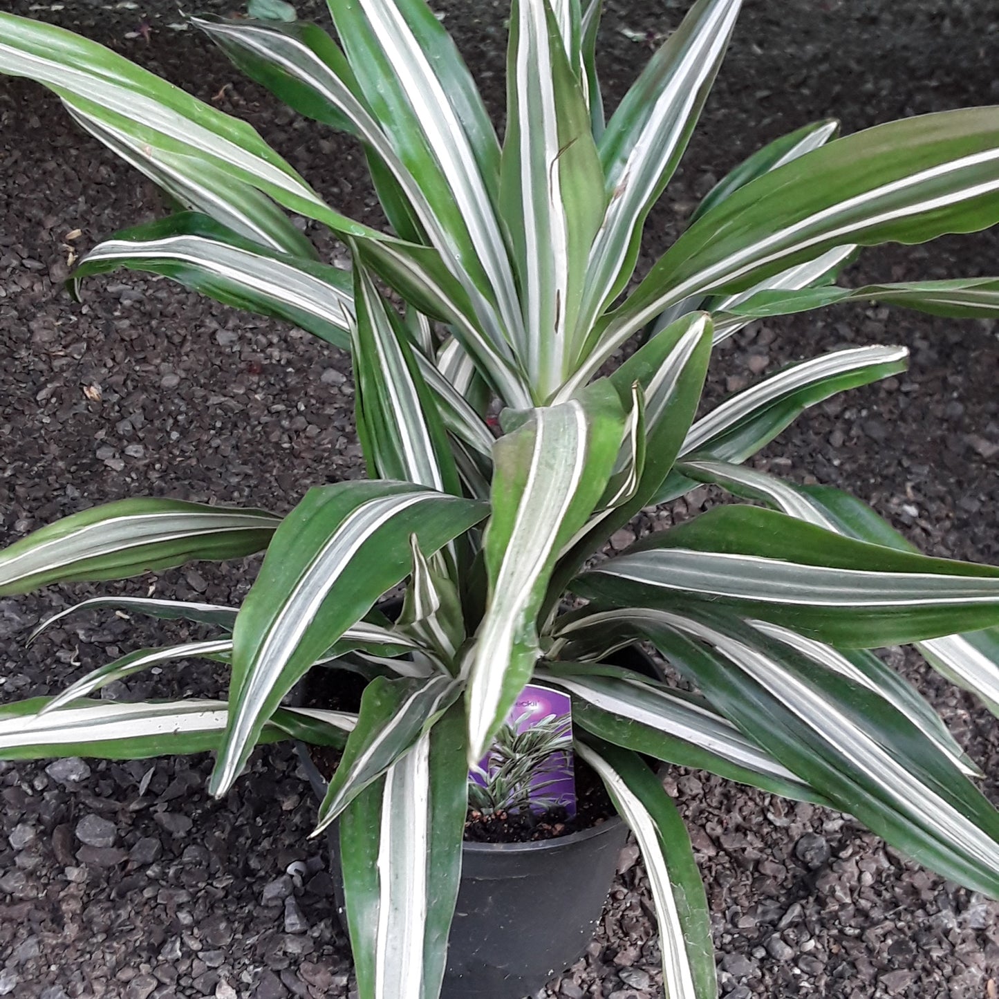 6" Dracaena - Warneckii Green and White