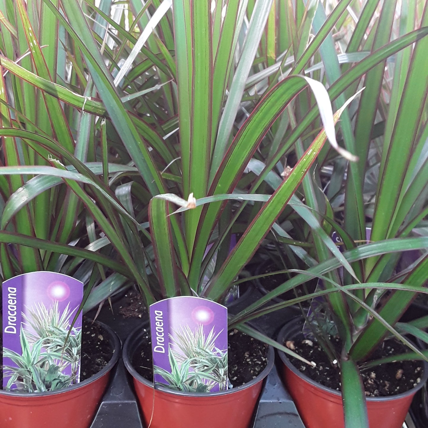 3.5" Dracaena - Marginata