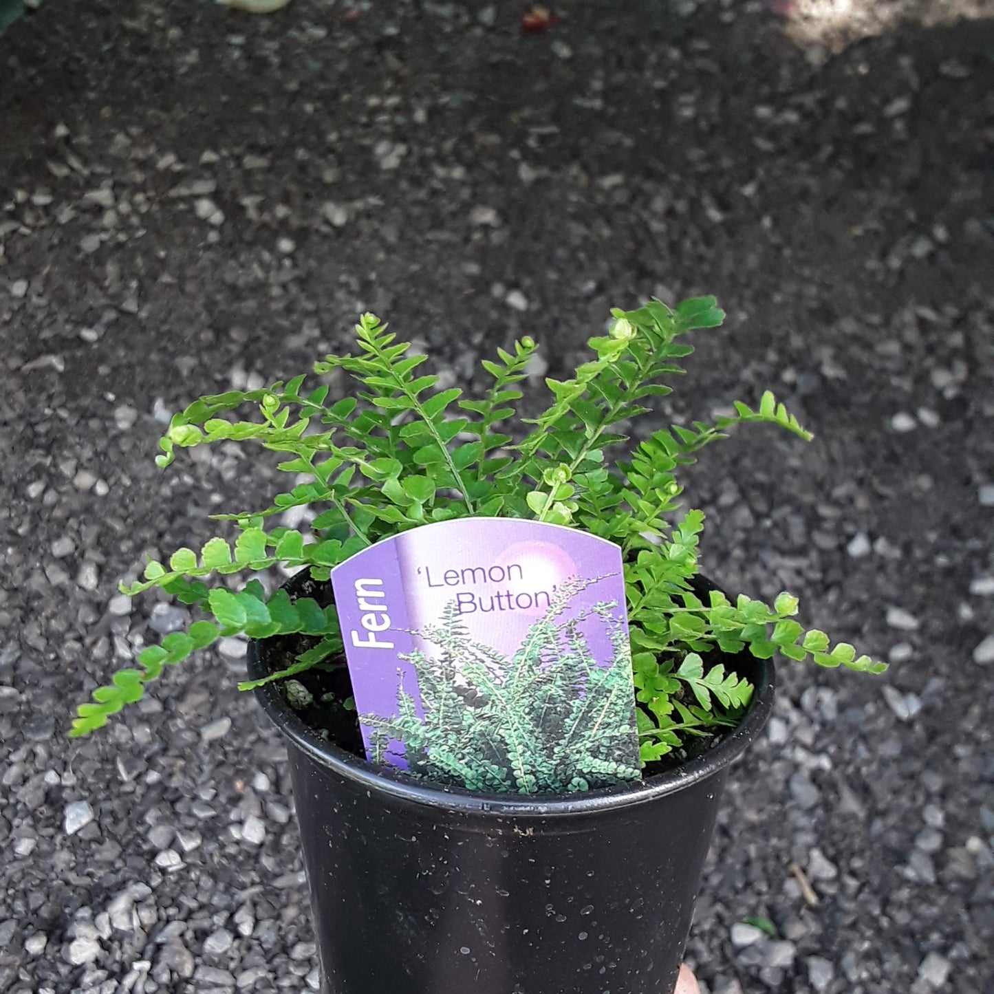 3.5" Fern - Lemon Button Fern