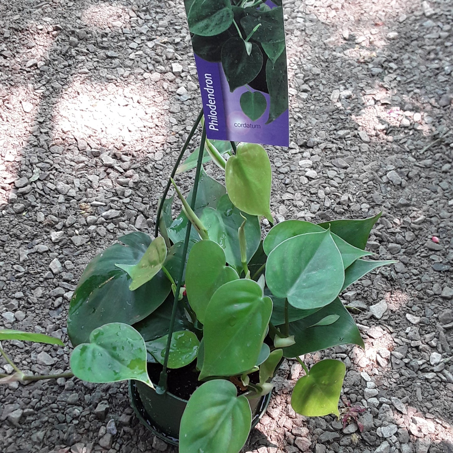 6" Philodendron - Cordatum Hanging Basket