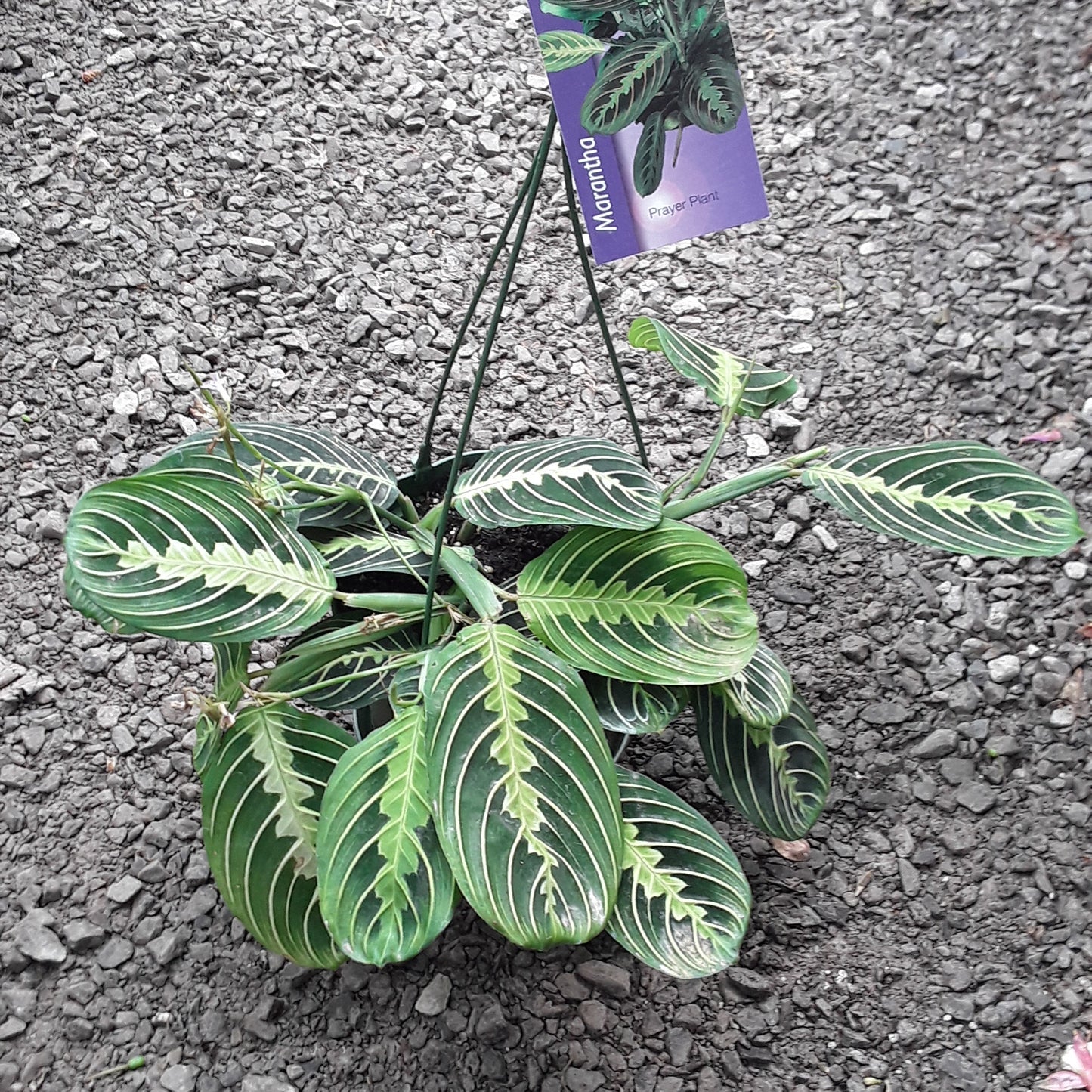 6" Marantha - Prayer Plant Hanging Basket