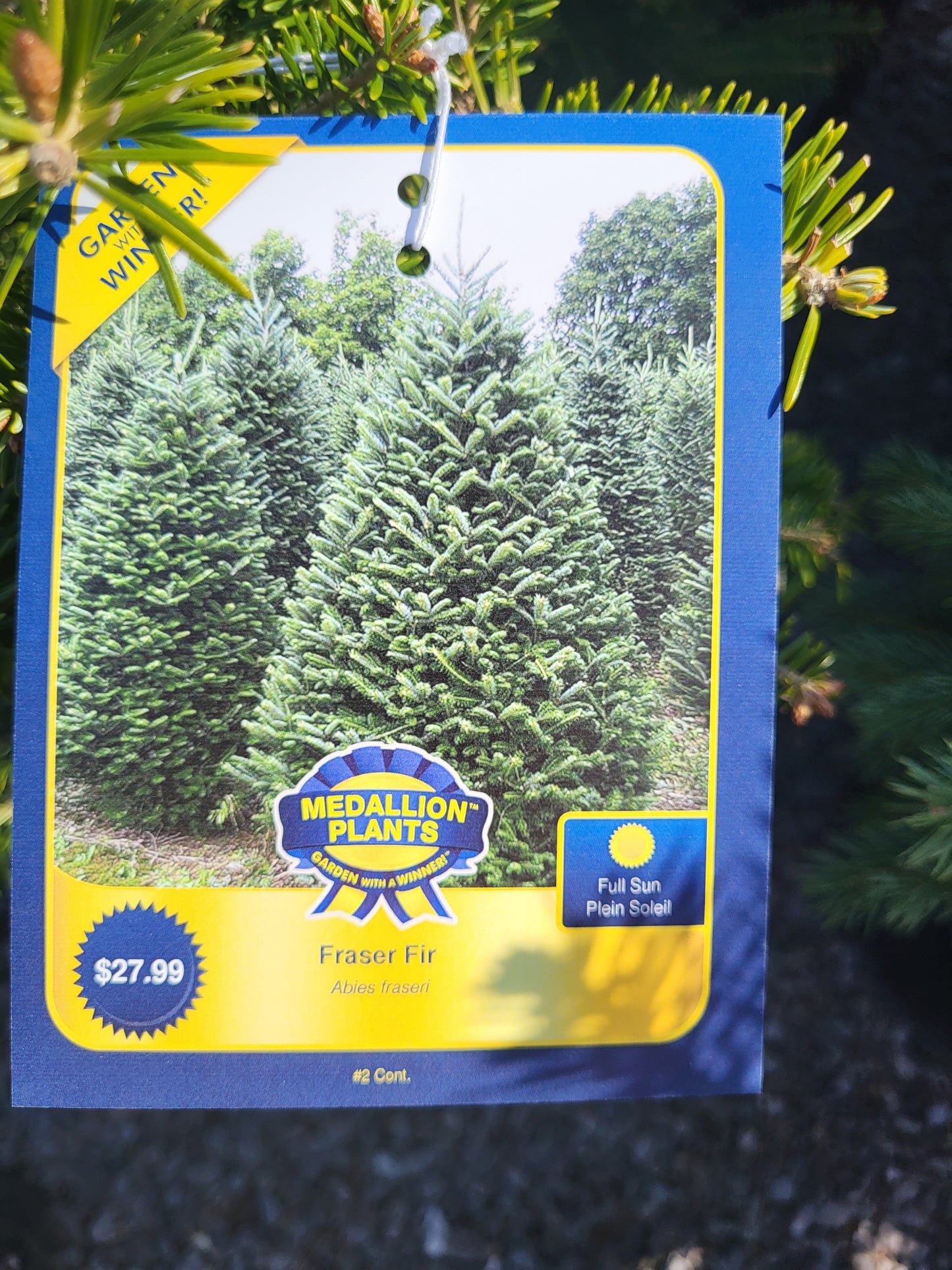 Fraser Fir