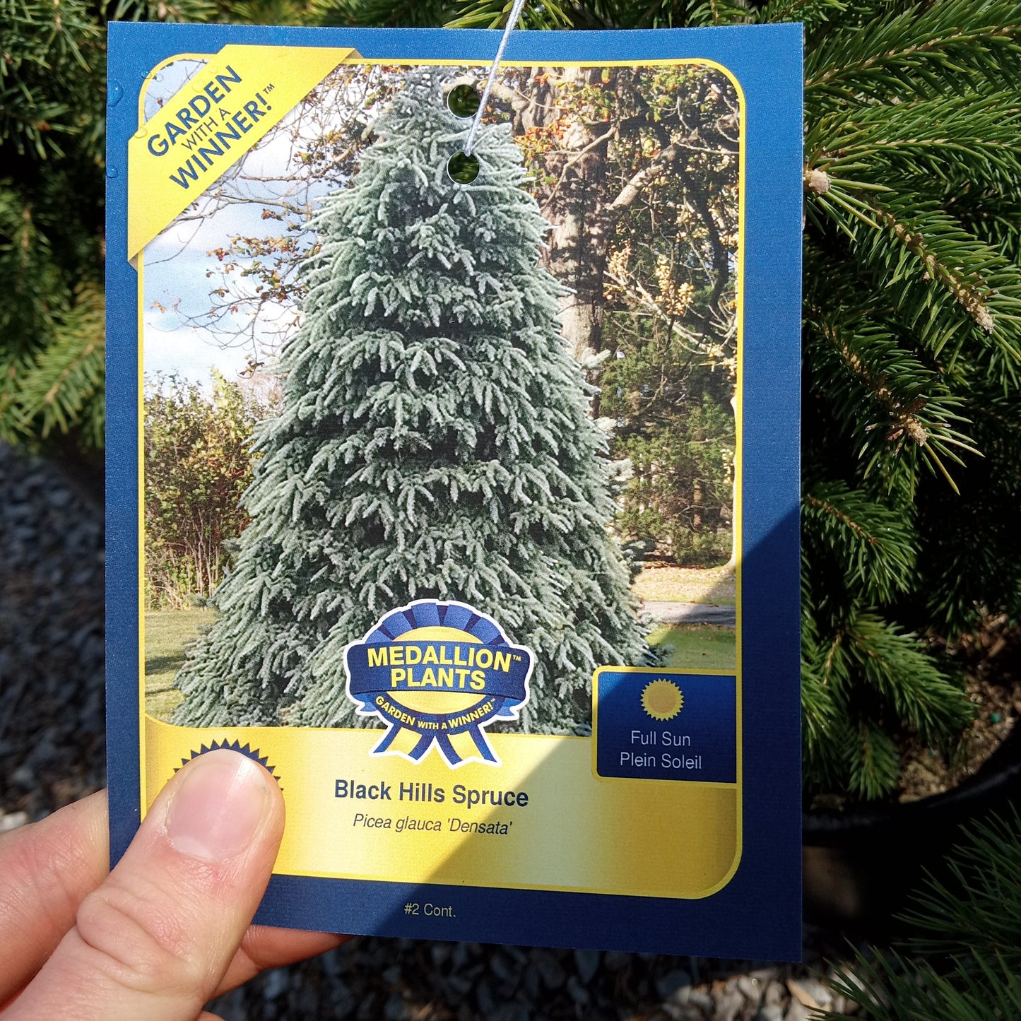 Black Hills Spruce - 2 Gallon