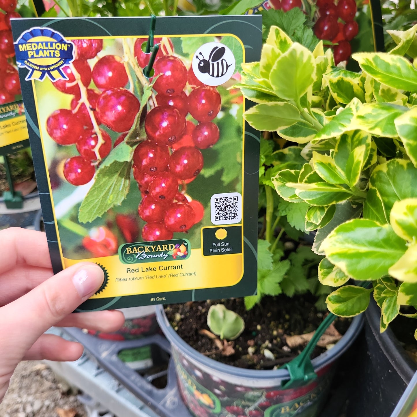 Red Lake Currant- 1 Gallon