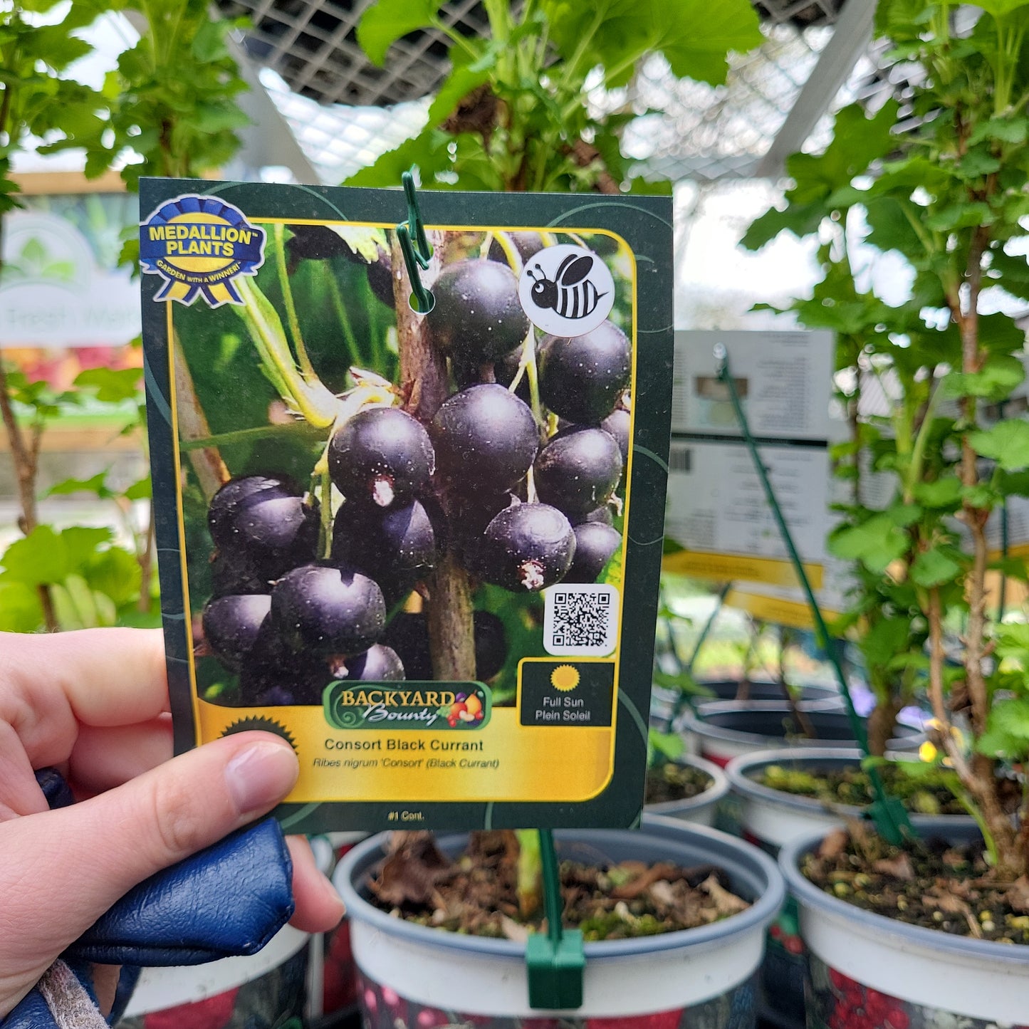 Consort Black Currant- 1 Gallon