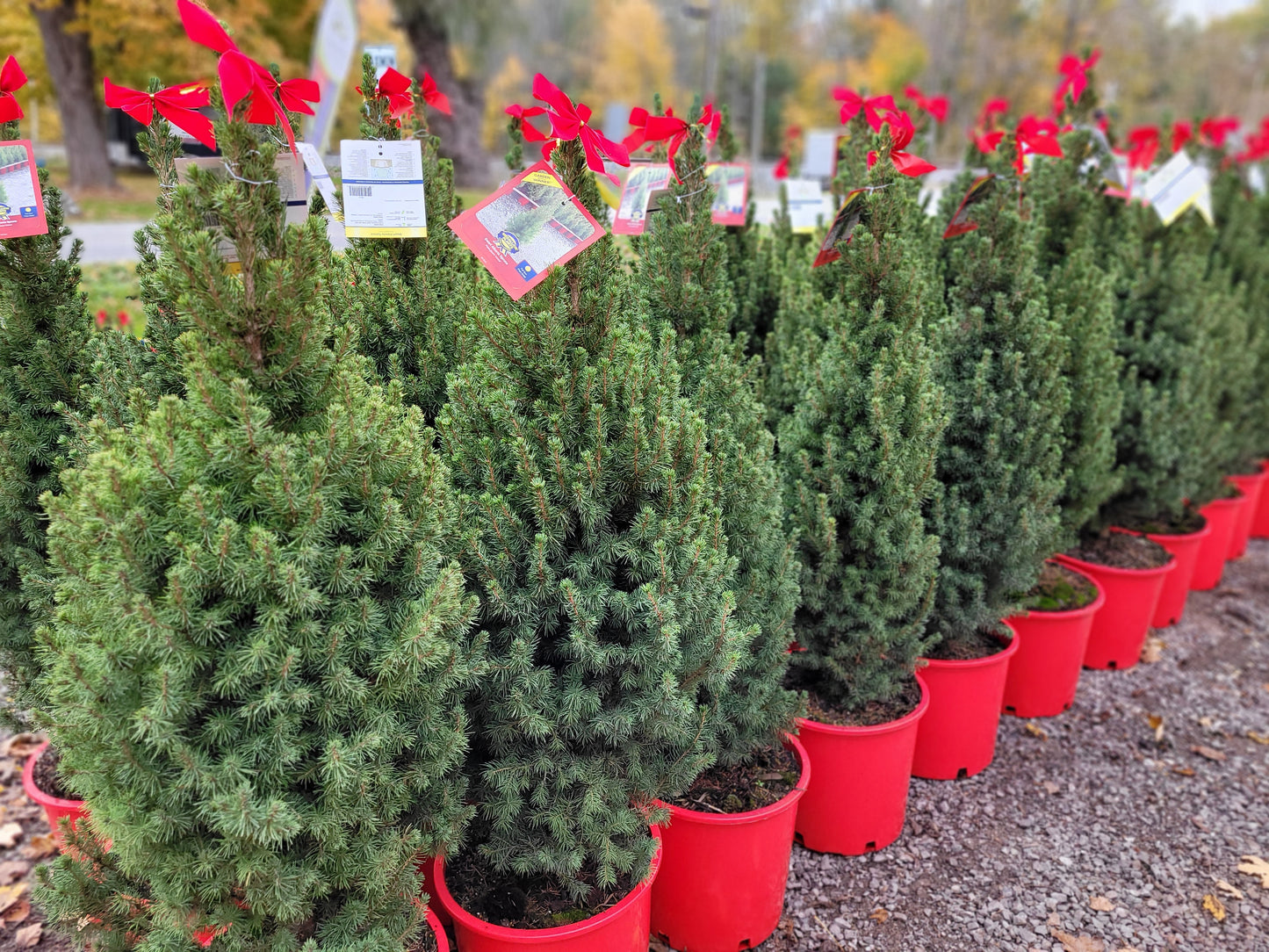 Dwarf Alberta Spruce - 3 Gallon