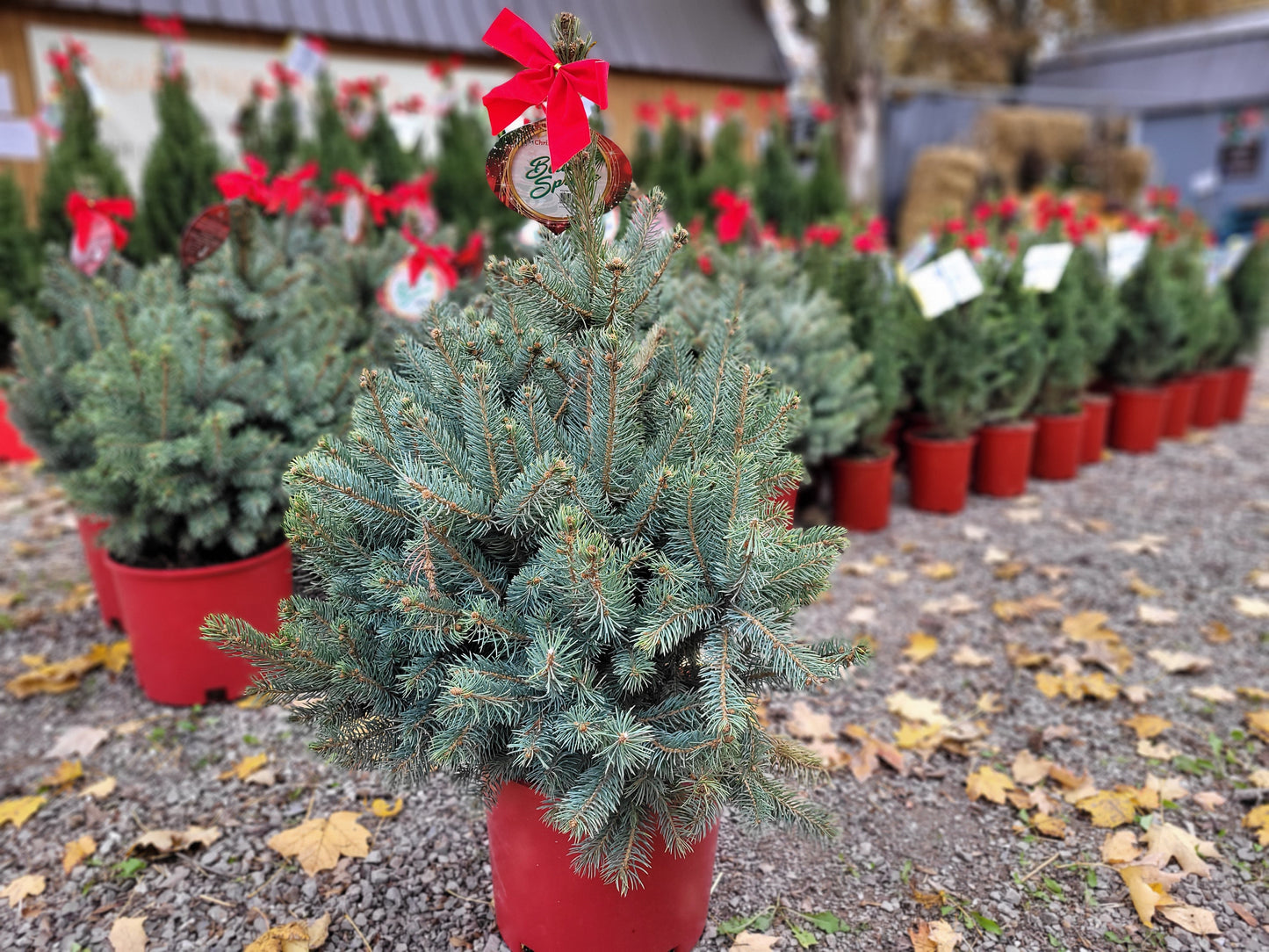 Baby Blue Spruce - 5 Gallon